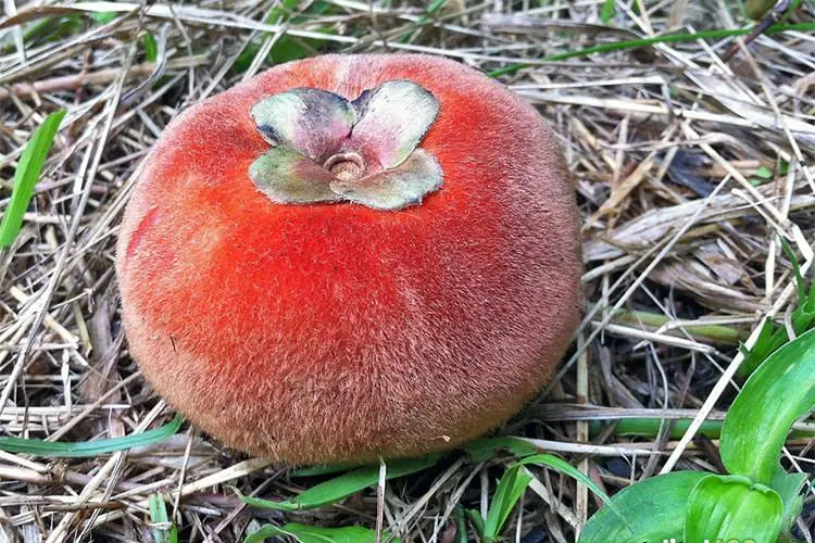 سیب مخملی