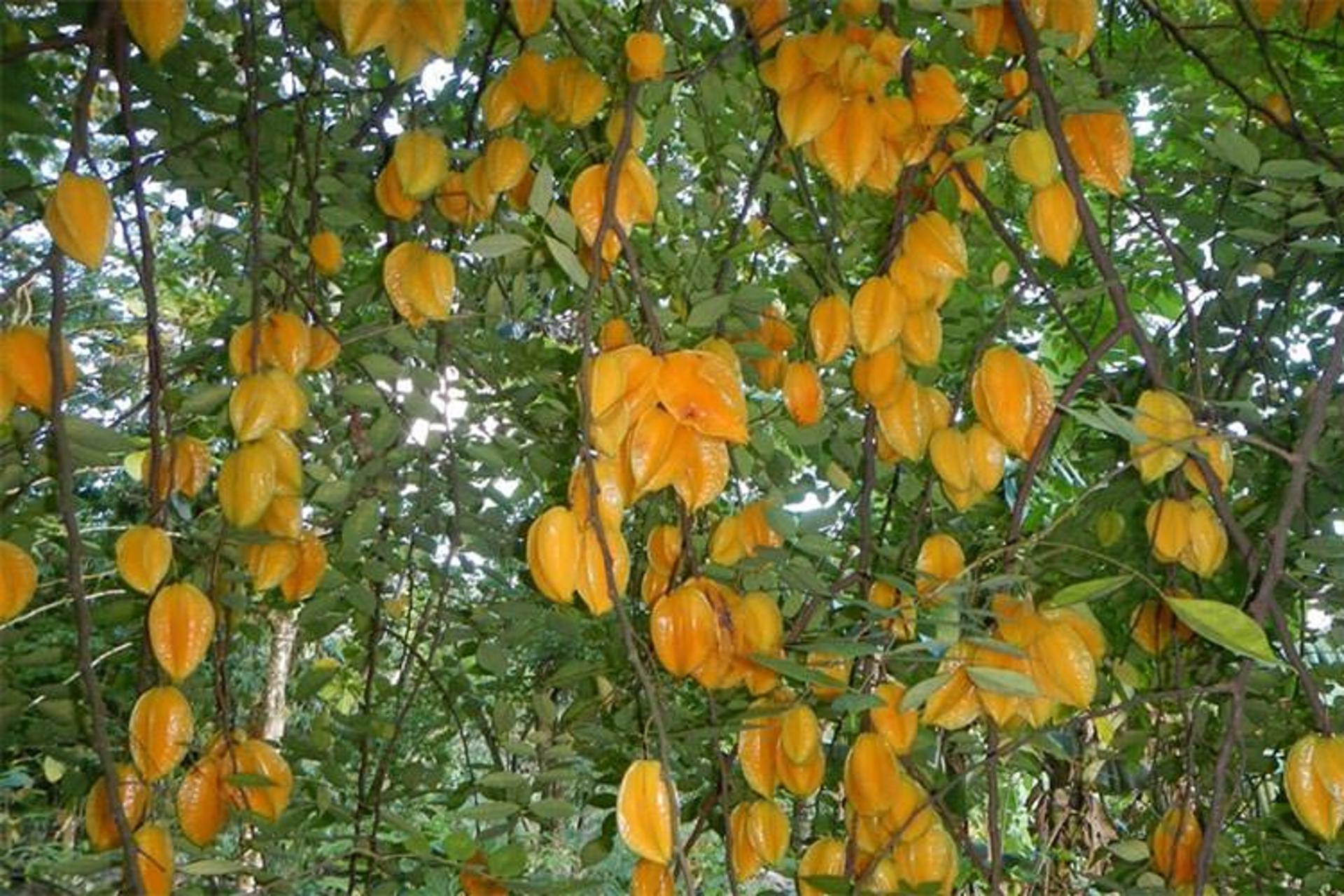 میوه ستاره
