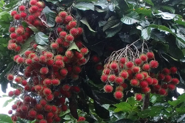 مژکی درخت