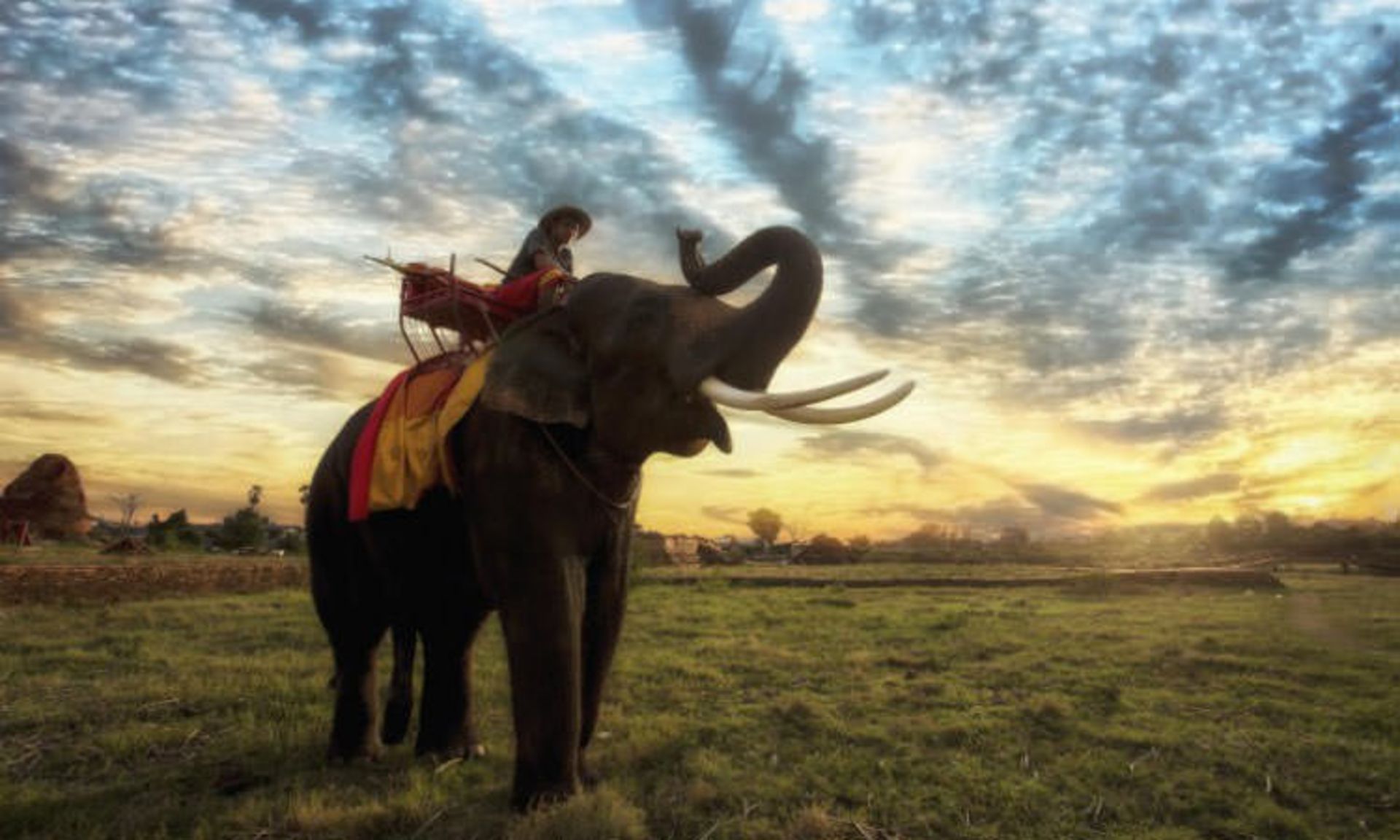 2015-11-ride-an-elephant-2