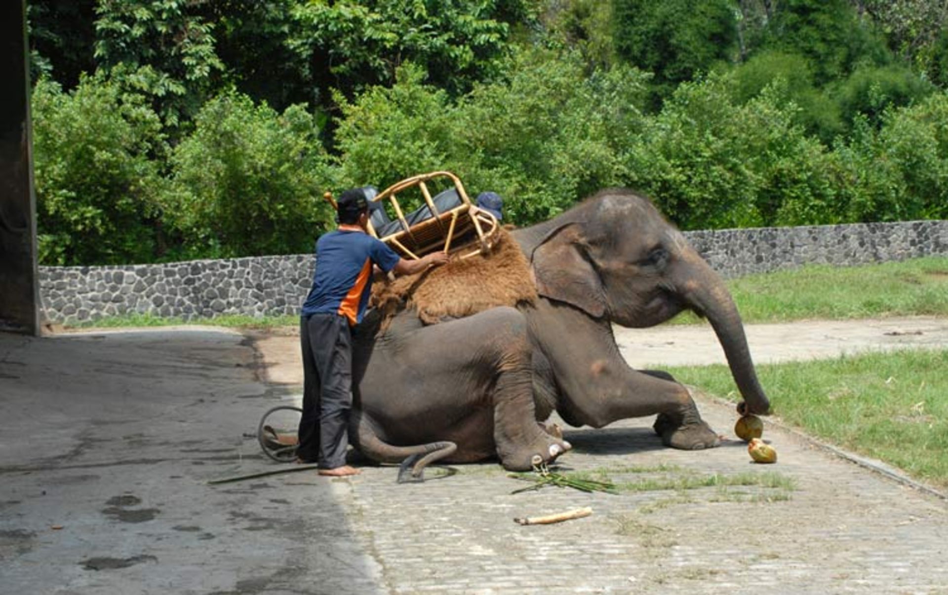 2015-11-ride-an-elephant-8
