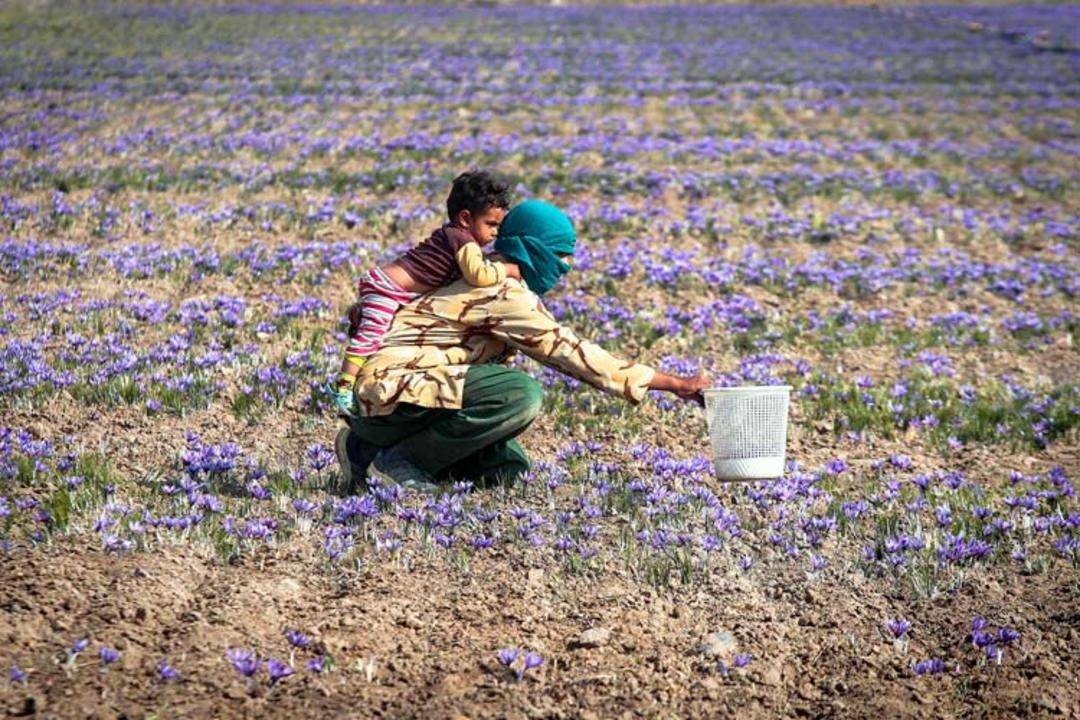 زعفران