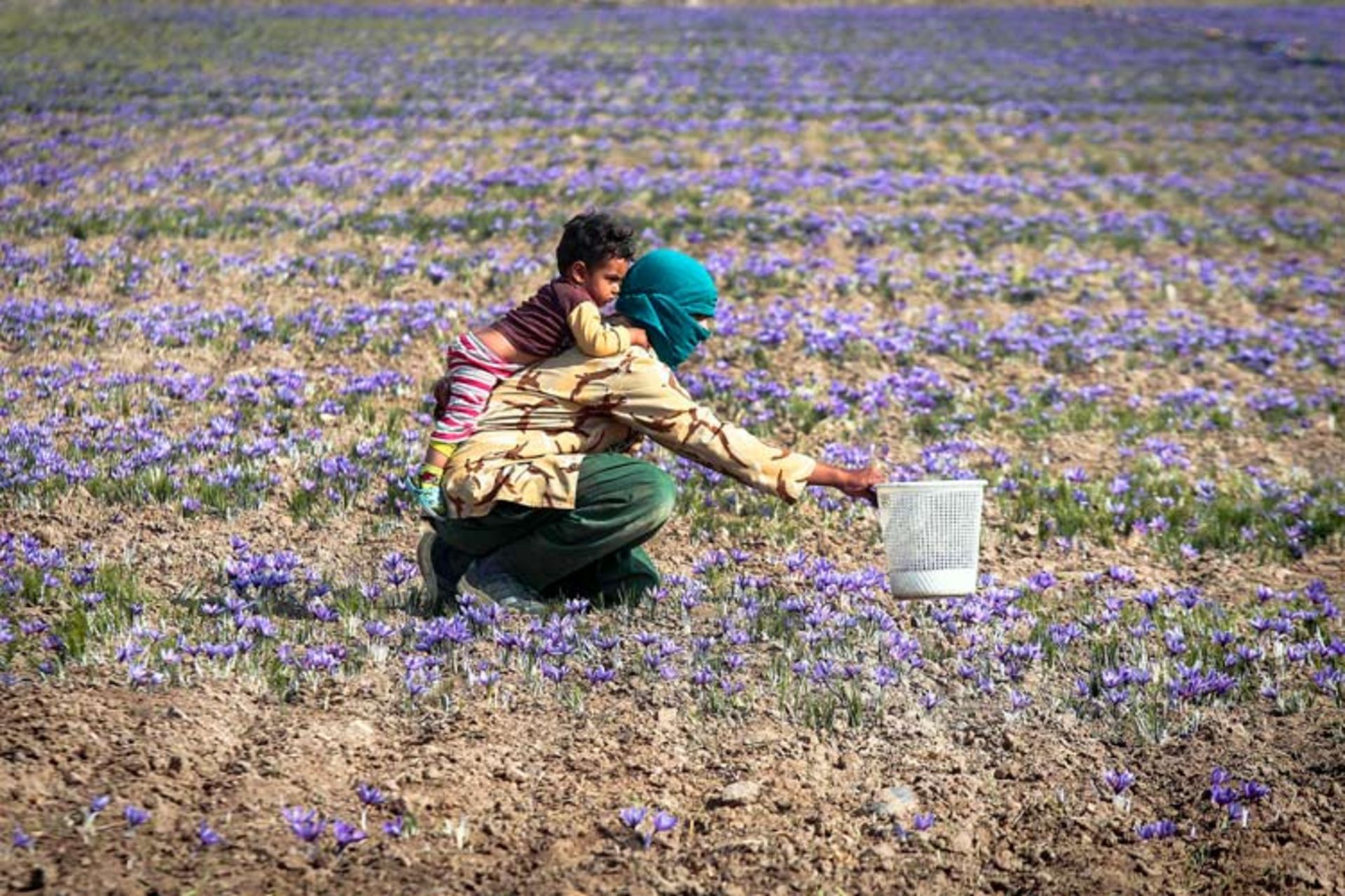 زعفران