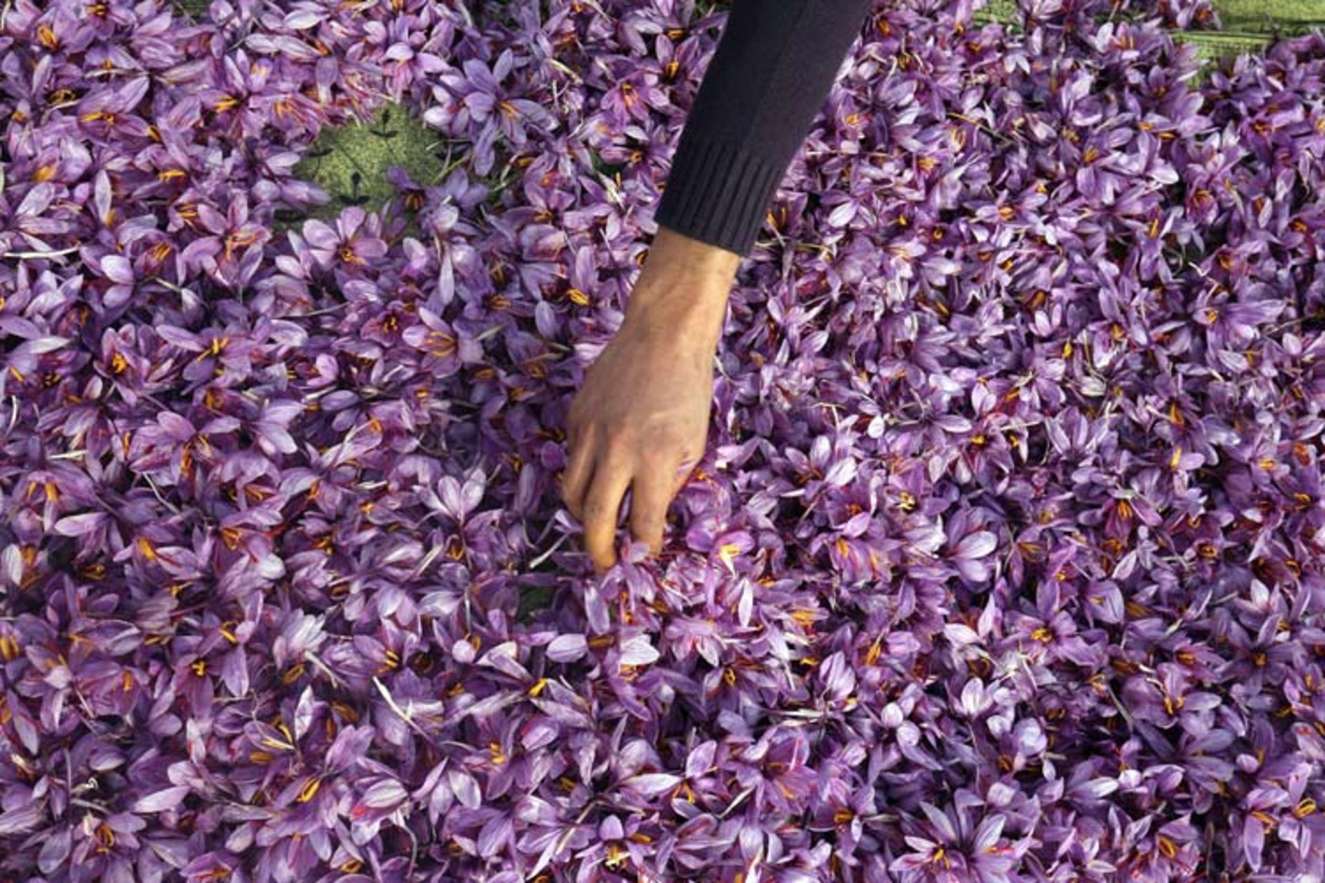 زعفران