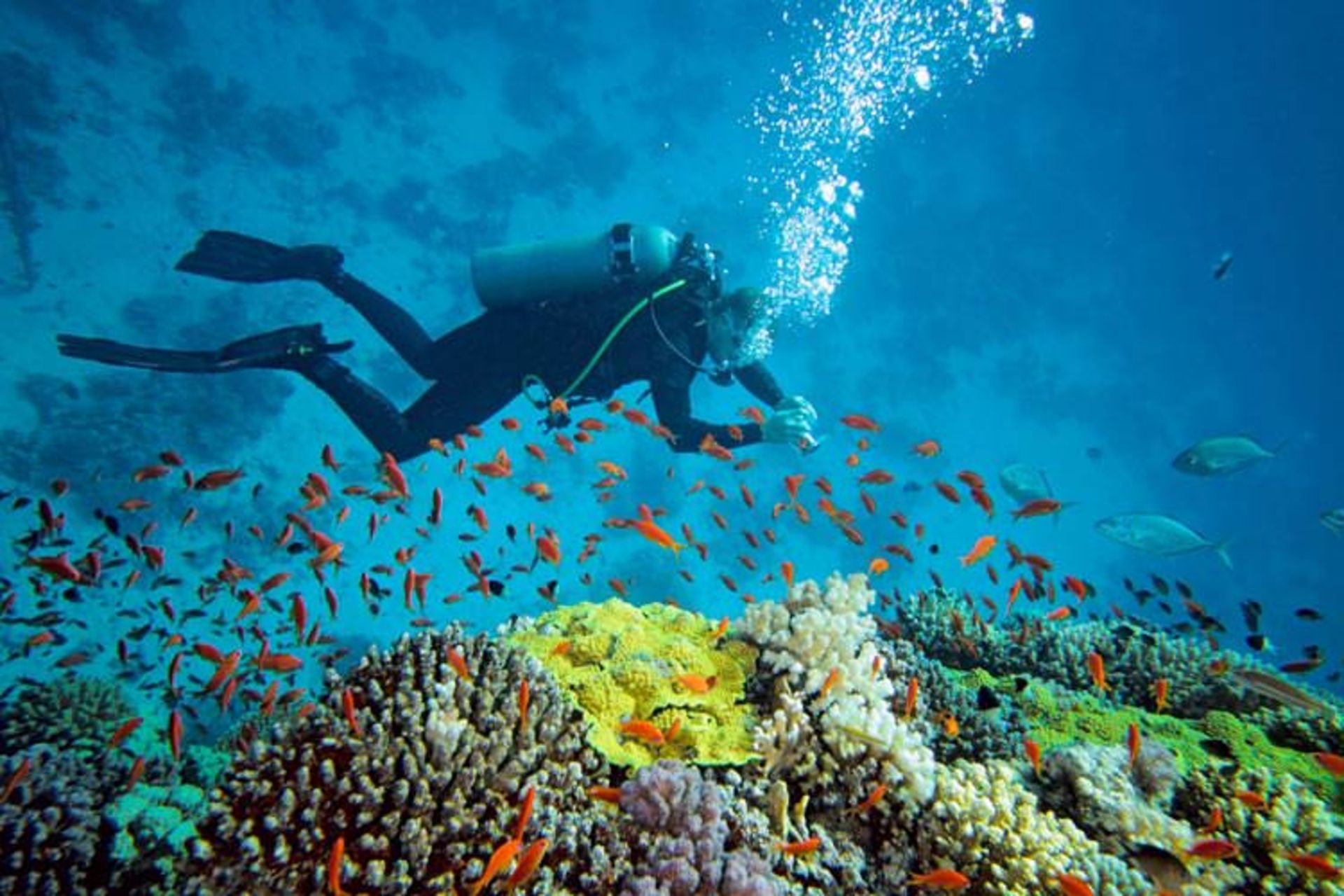2015-11-similan-islands-national-marine-park-6