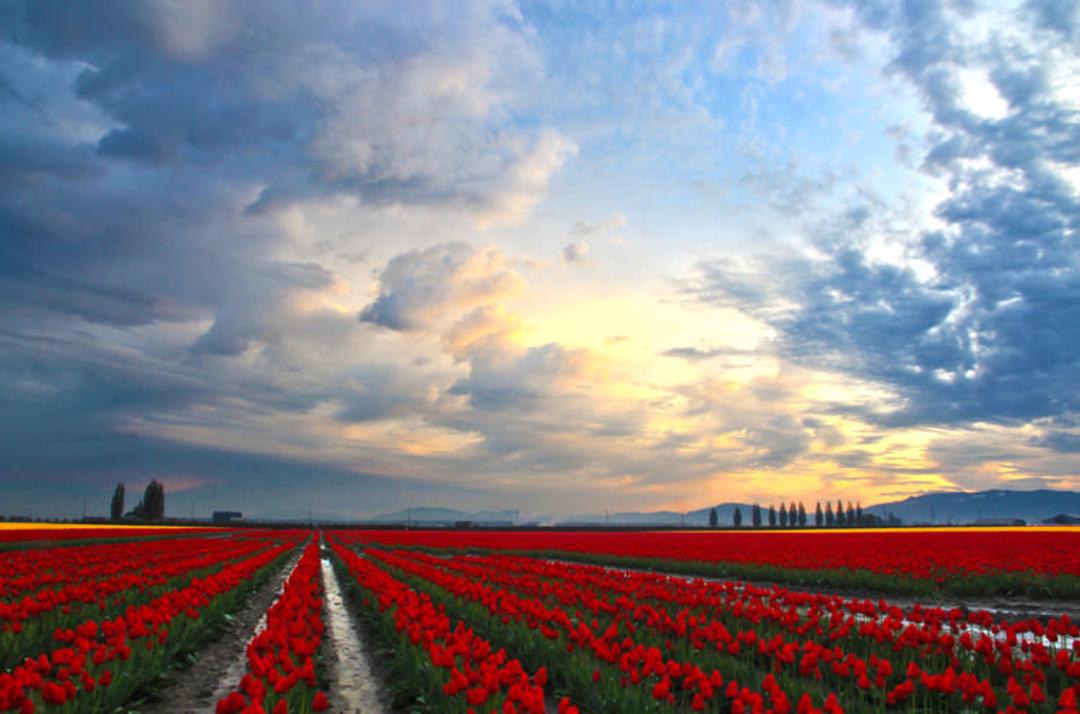 2015-11-skagit-valley-tulip-fields-1