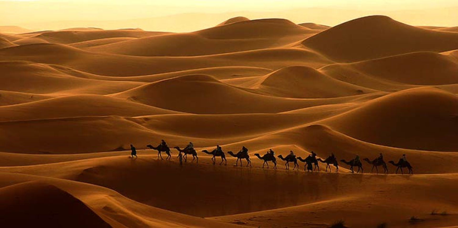 عرق الشبی