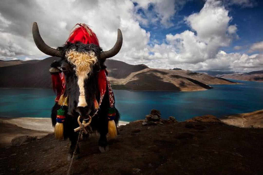 2015-11-yamdrok-lake-tibet
