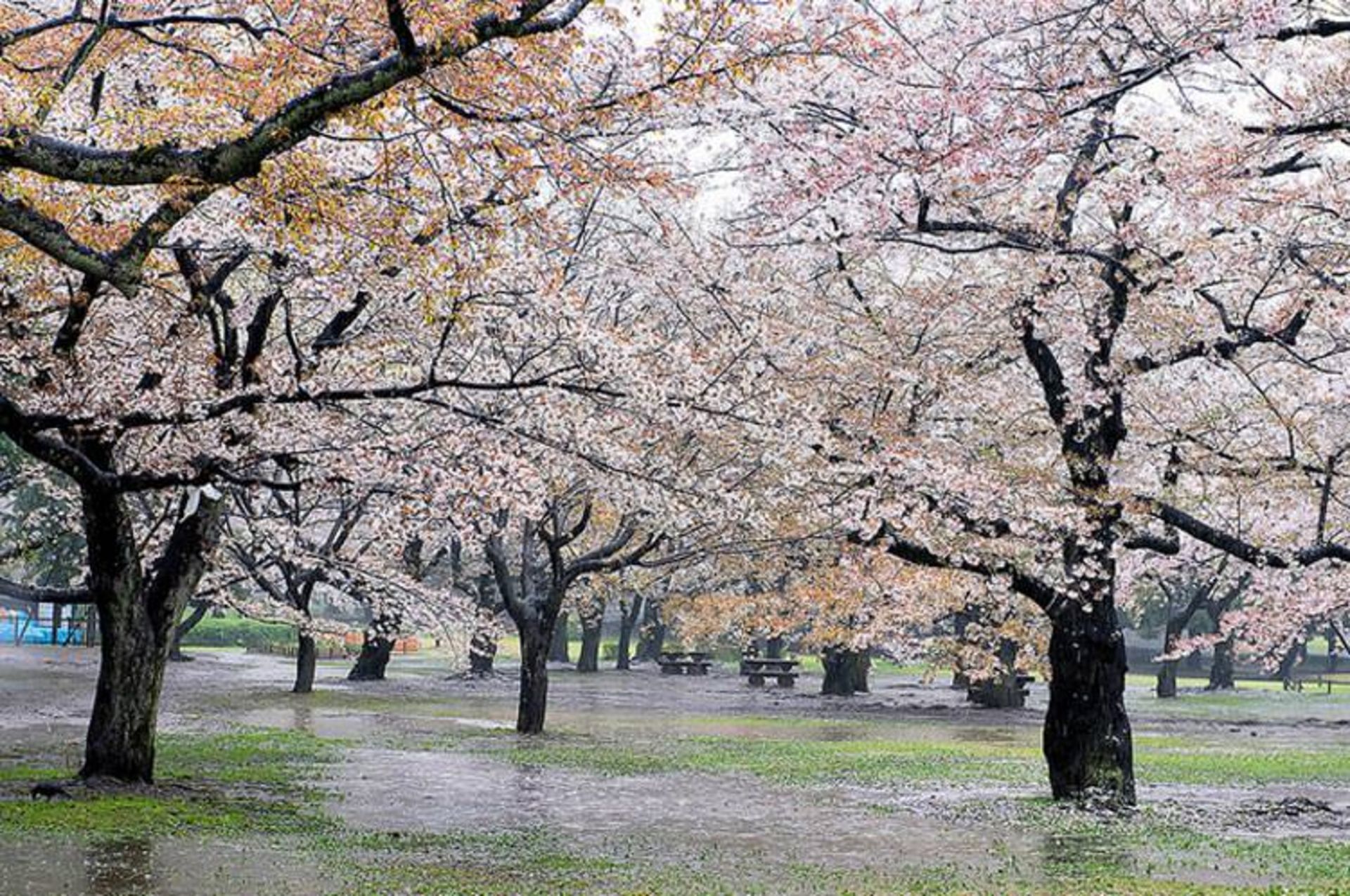 2015-11-yoyogi-park