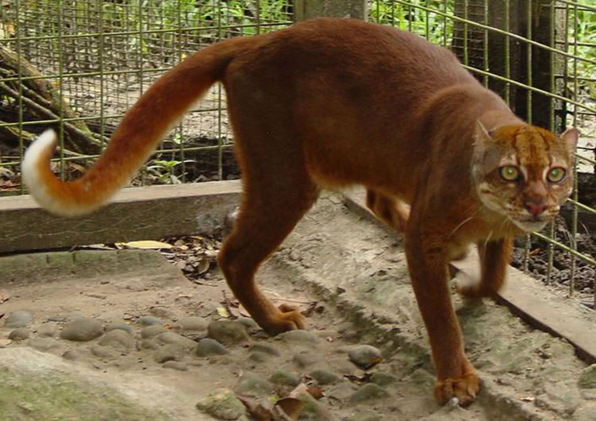 2015-12-07fa5a48-ae5d-4c45-a27d-6c6b6d62b0a9-unusual-wild-cats-13
