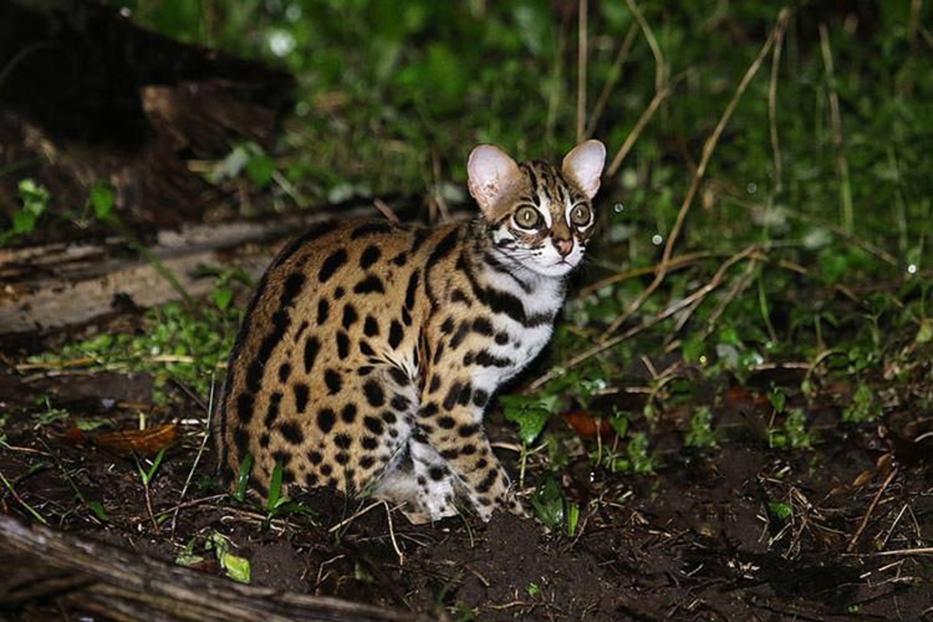 2015-12-0c663068-cbf3-425d-98c7-a929306d545b-unusual-wild-cats-10
