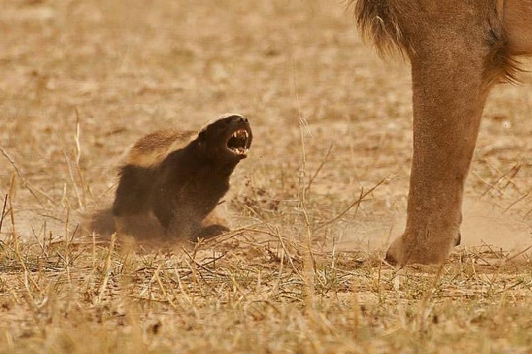 گورکن‌ها به خاطر غذا حاضرند با یک شیر بزرگ مقابله کنند و یا به خاطر خوردن کمی عسل نیش صدها زنبور را تحمل کنند چون علاقه‌ی زیادی به عسل دارند
