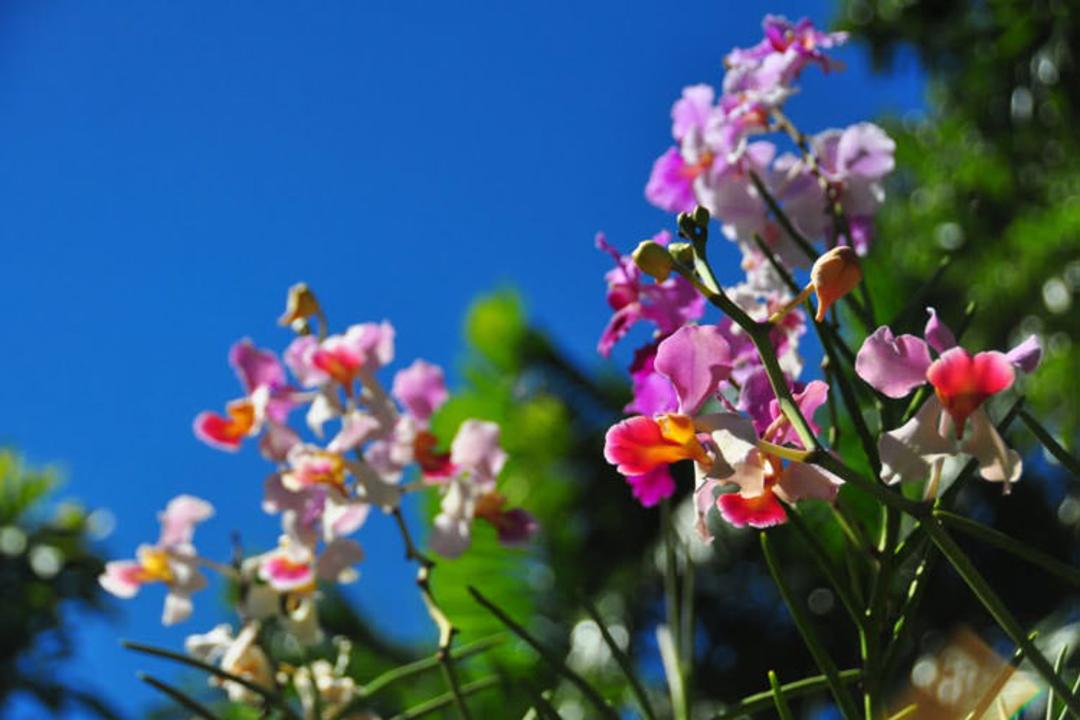 2015-12-1-garden
