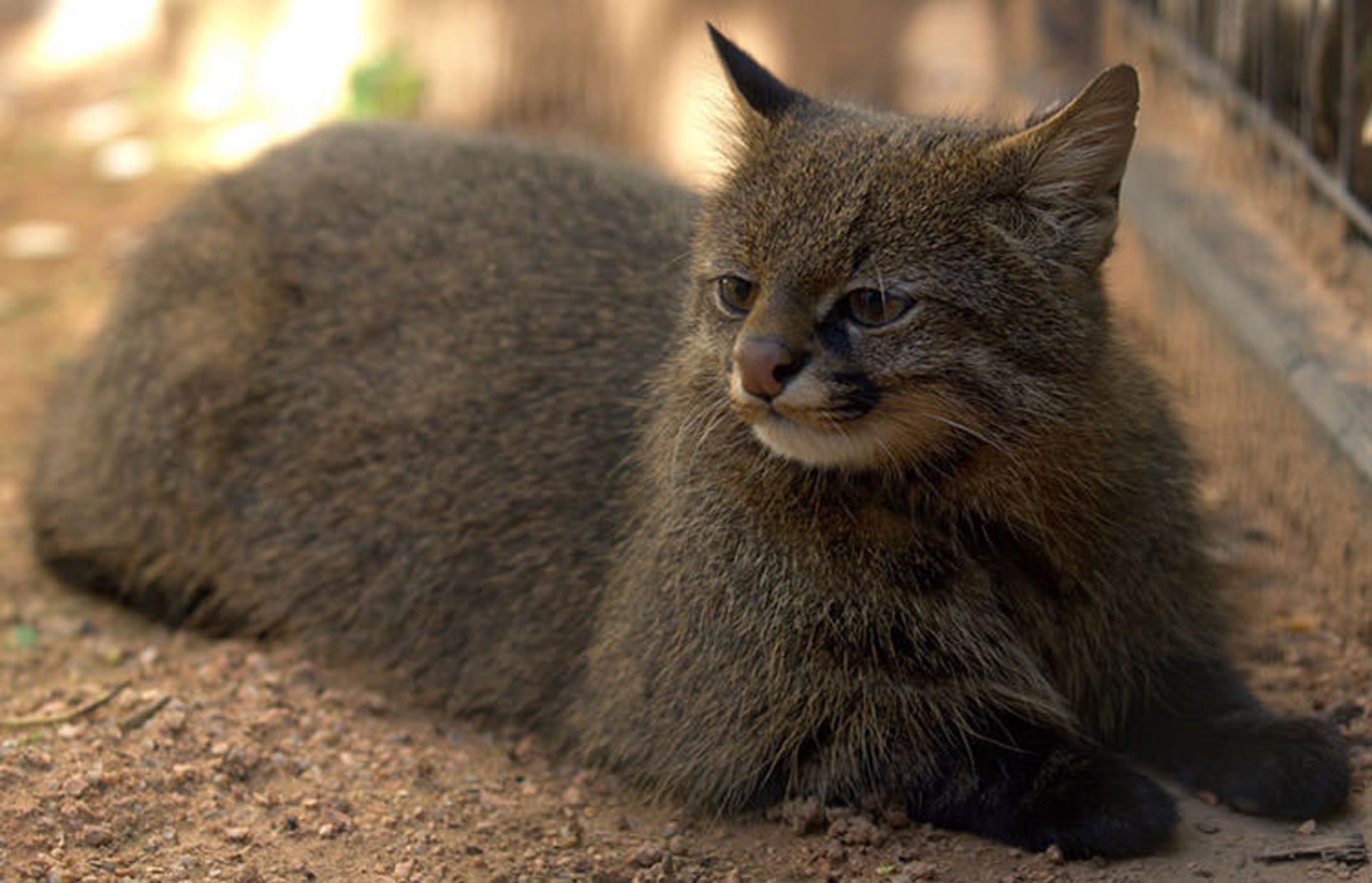 2015-12-1572b472-cbad-4961-98f7-9ed22e33fb4e-unusual-wild-cats-8