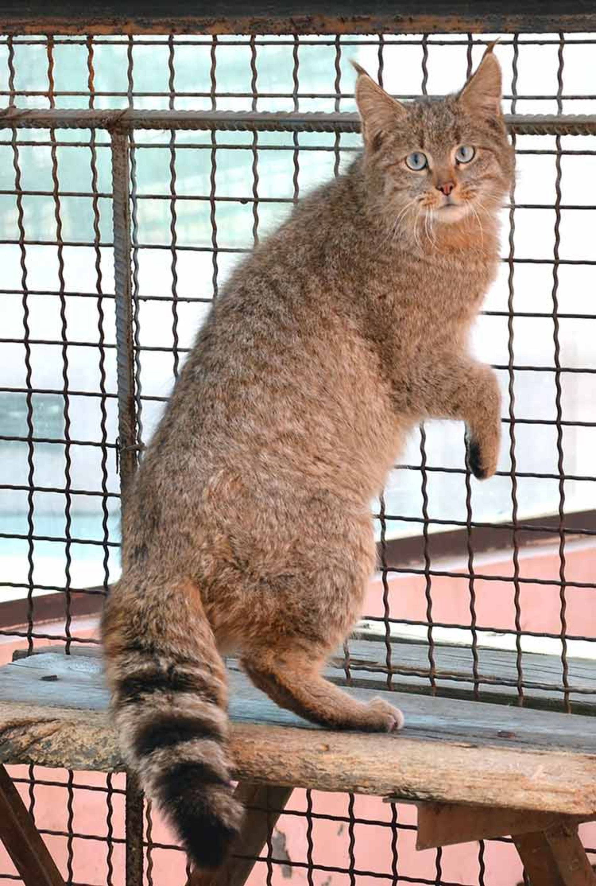 2015-12-18eabfc4-ecd4-4120-815f-290885f4ad24-unusual-wild-cats-24