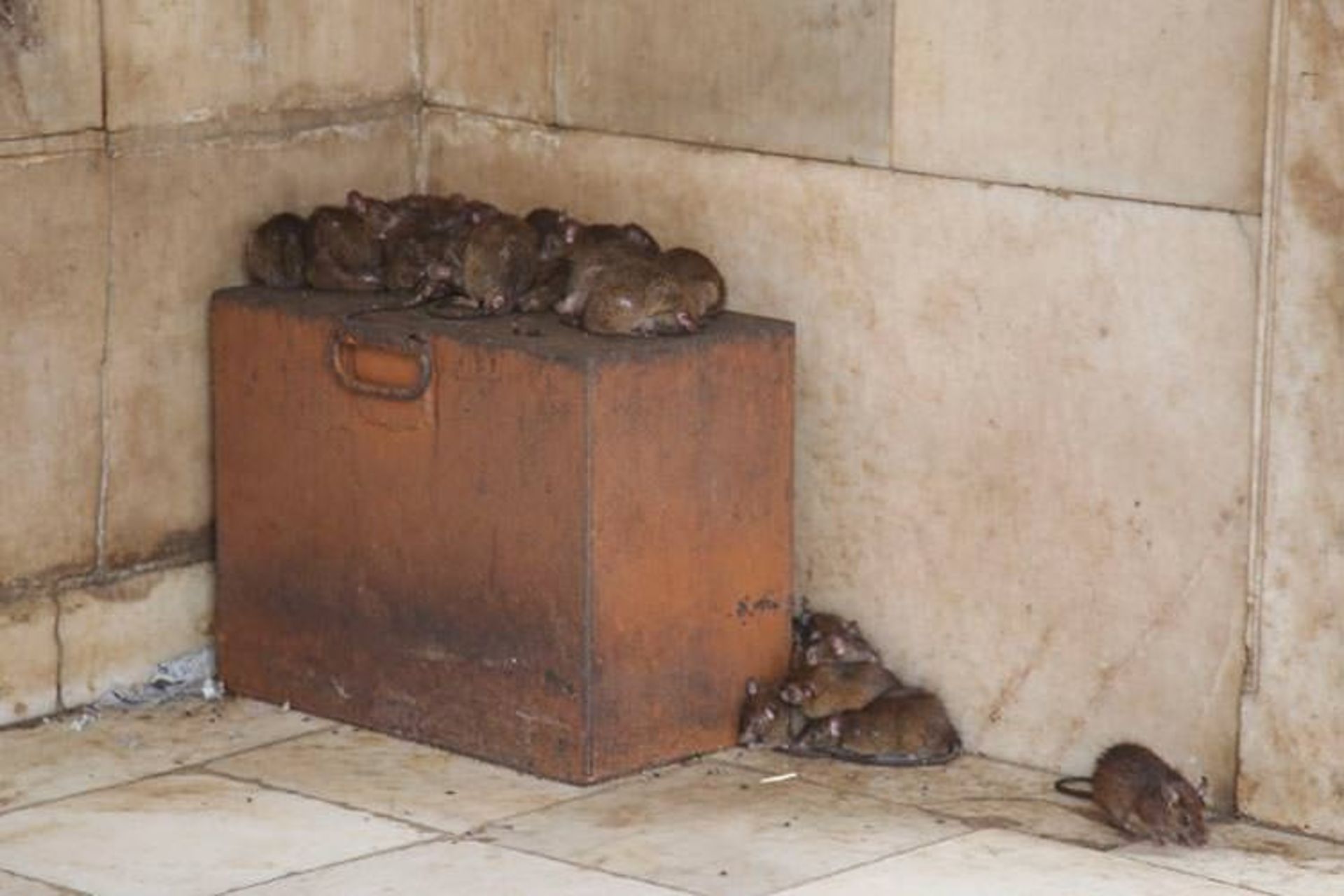 2015-12-20000-rats-temple-in-india-karni-mata-temple-2__880