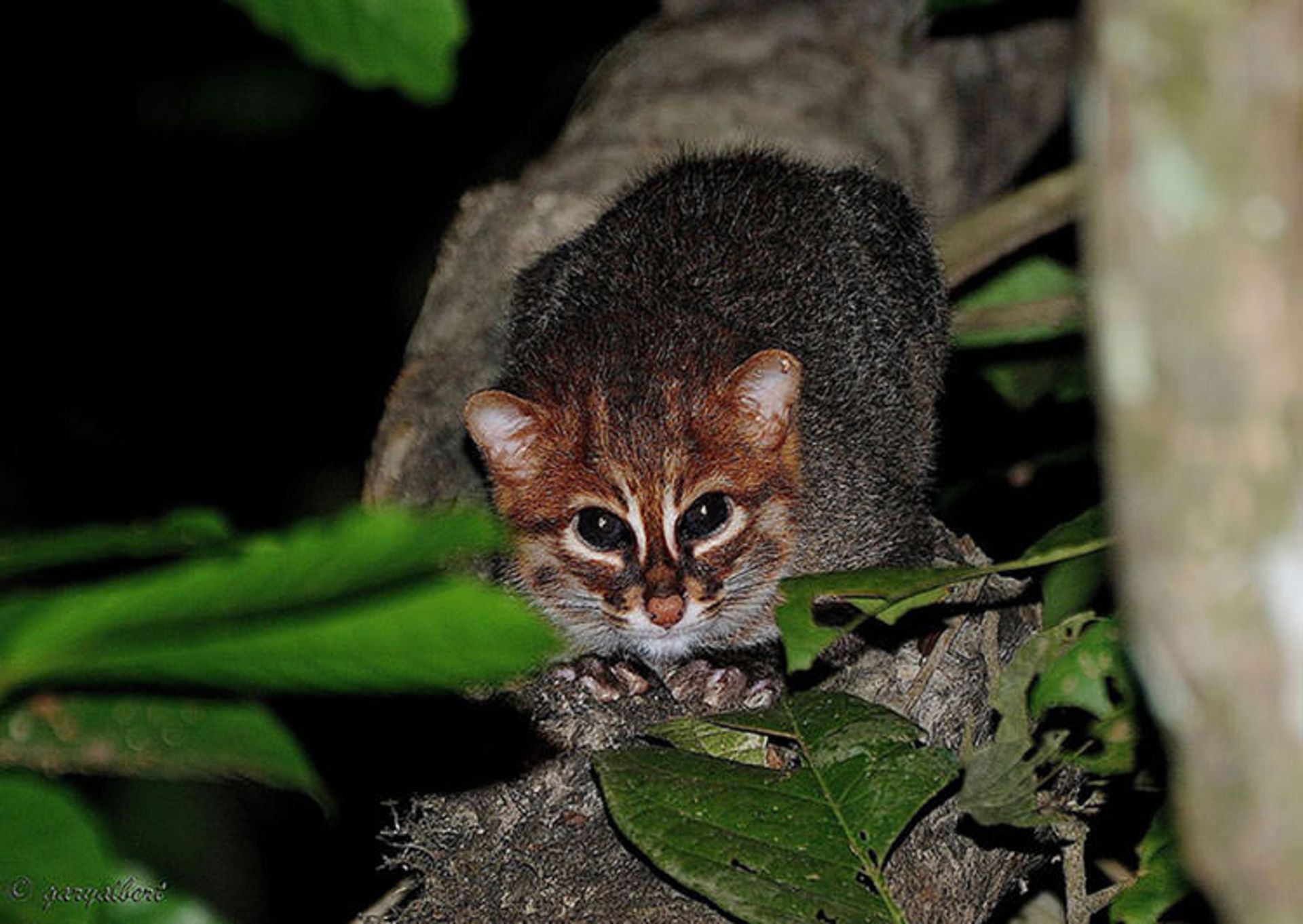 2015-12-336cca07-f6c0-4ce6-b313-837025679e83-unusual-wild-cats-26