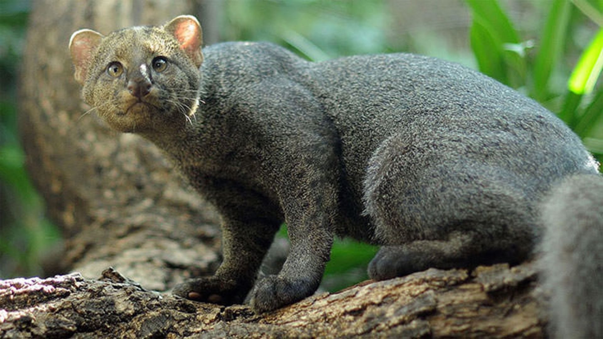 2015-12-37cd71e8-8b32-441c-b04f-340147be1e89-unusual-wild-cats-9