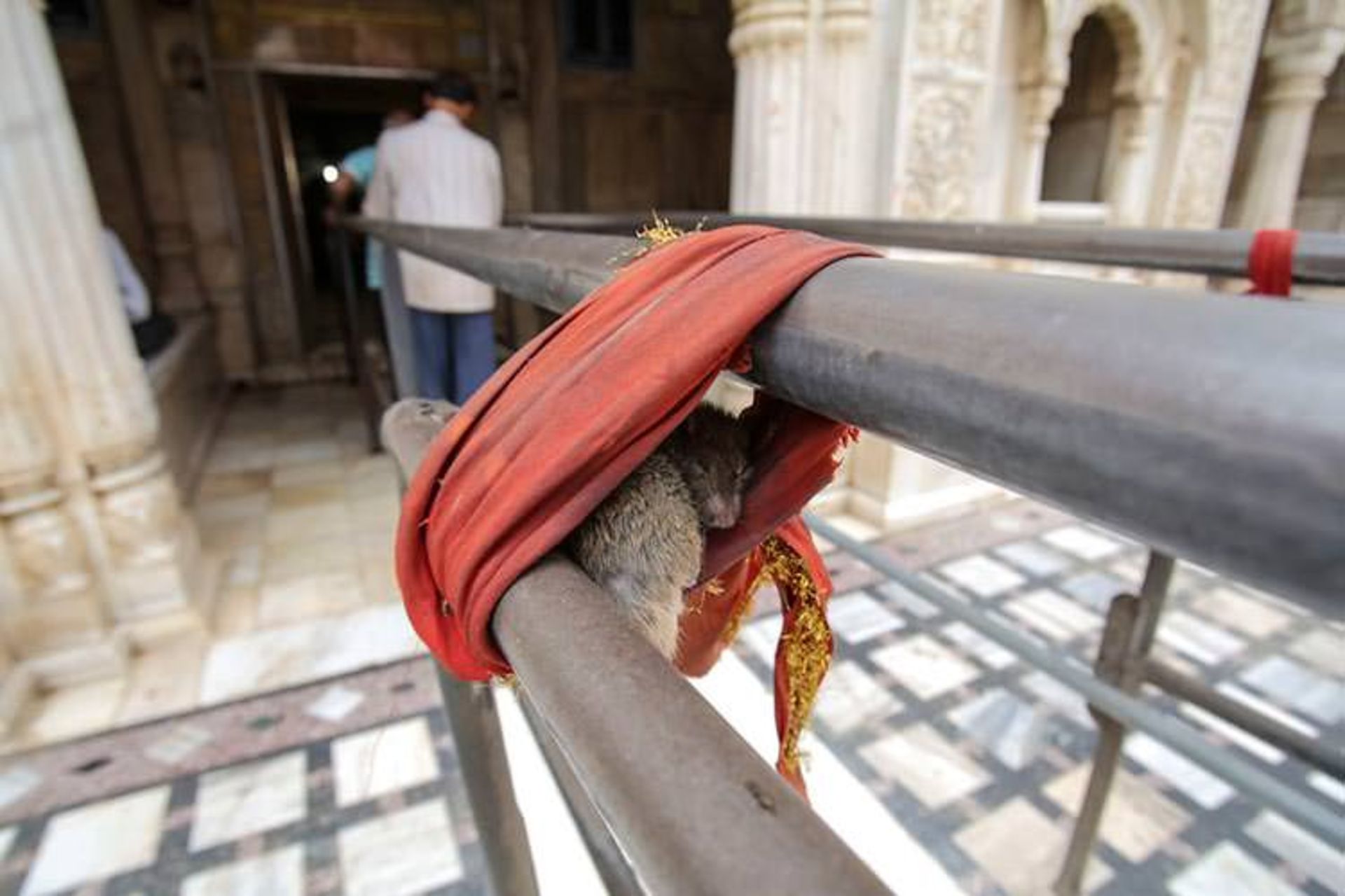 2015-12-40-000-rats-temple-28__880