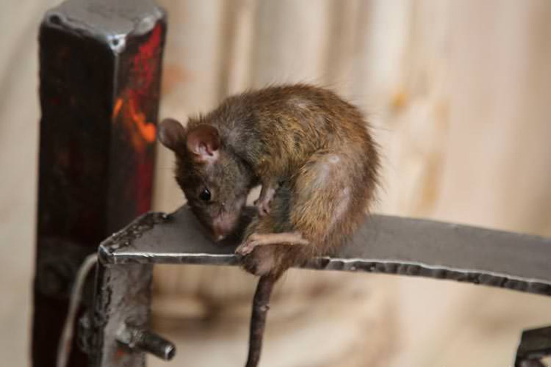 2015-12-40-000-rats-temple-3__880