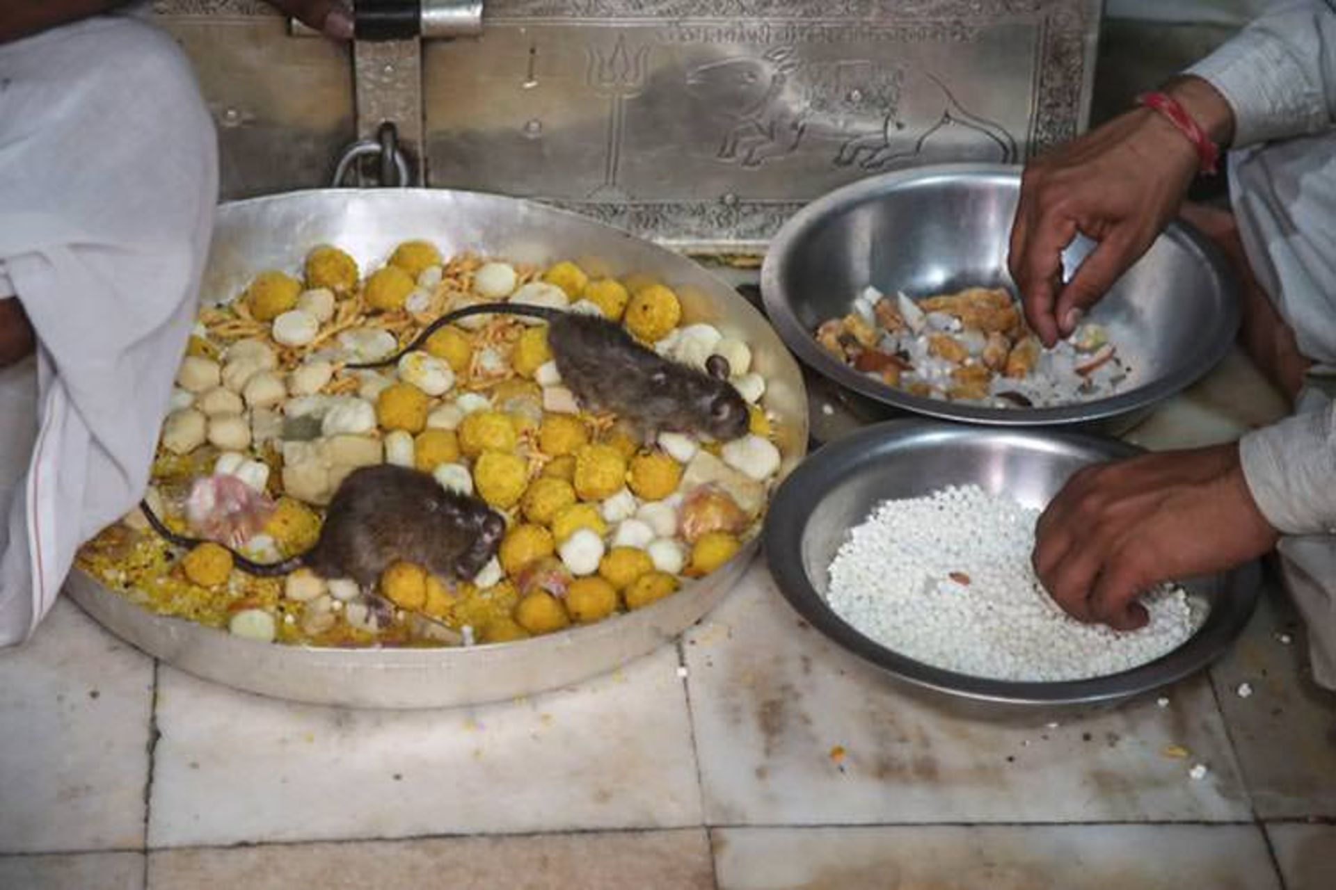 2015-12-40-000-rats-temple-4__880
