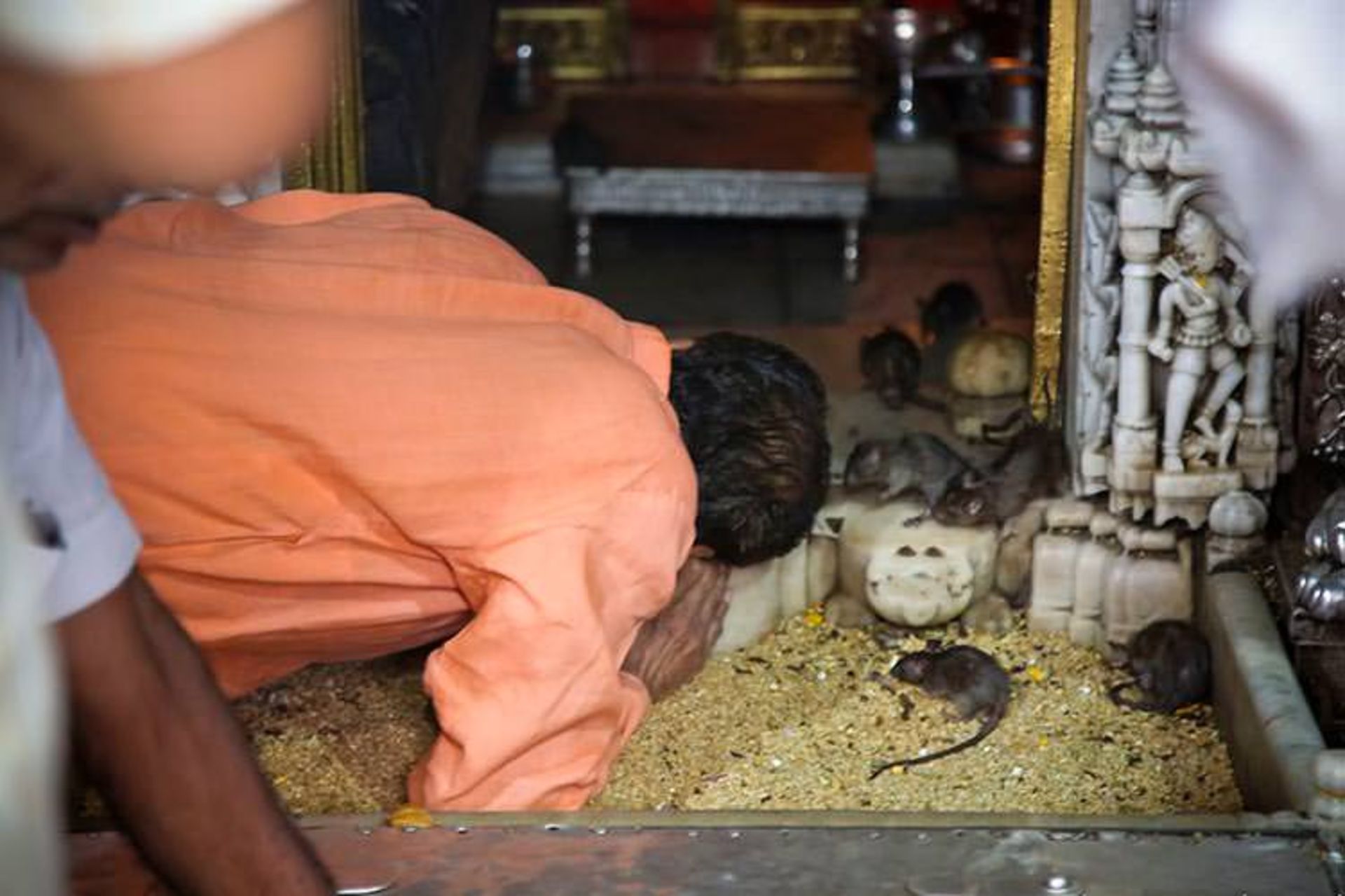2015-12-40-000-rats-temple-5__880