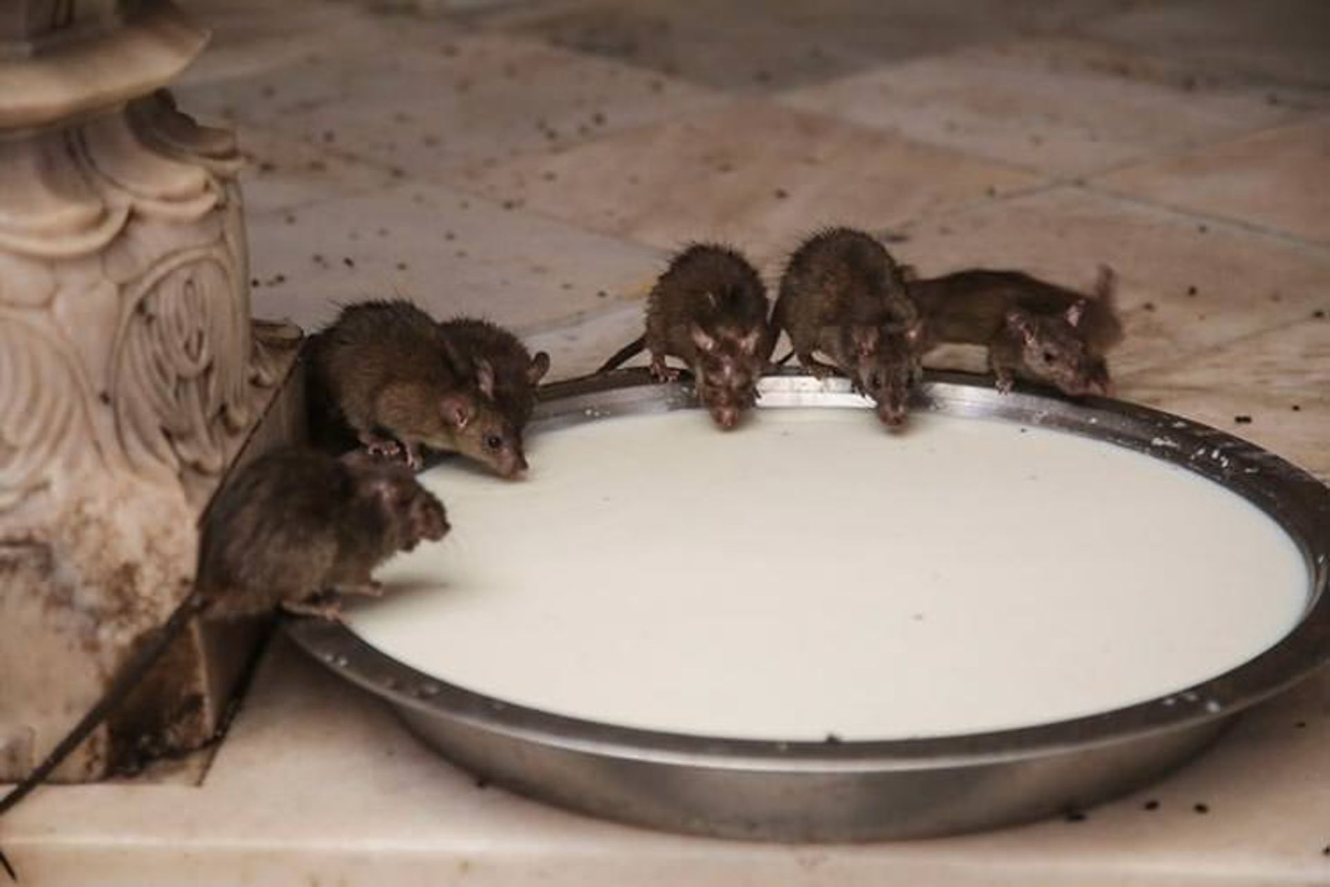 2015-12-40-000-rats-temple-7__880