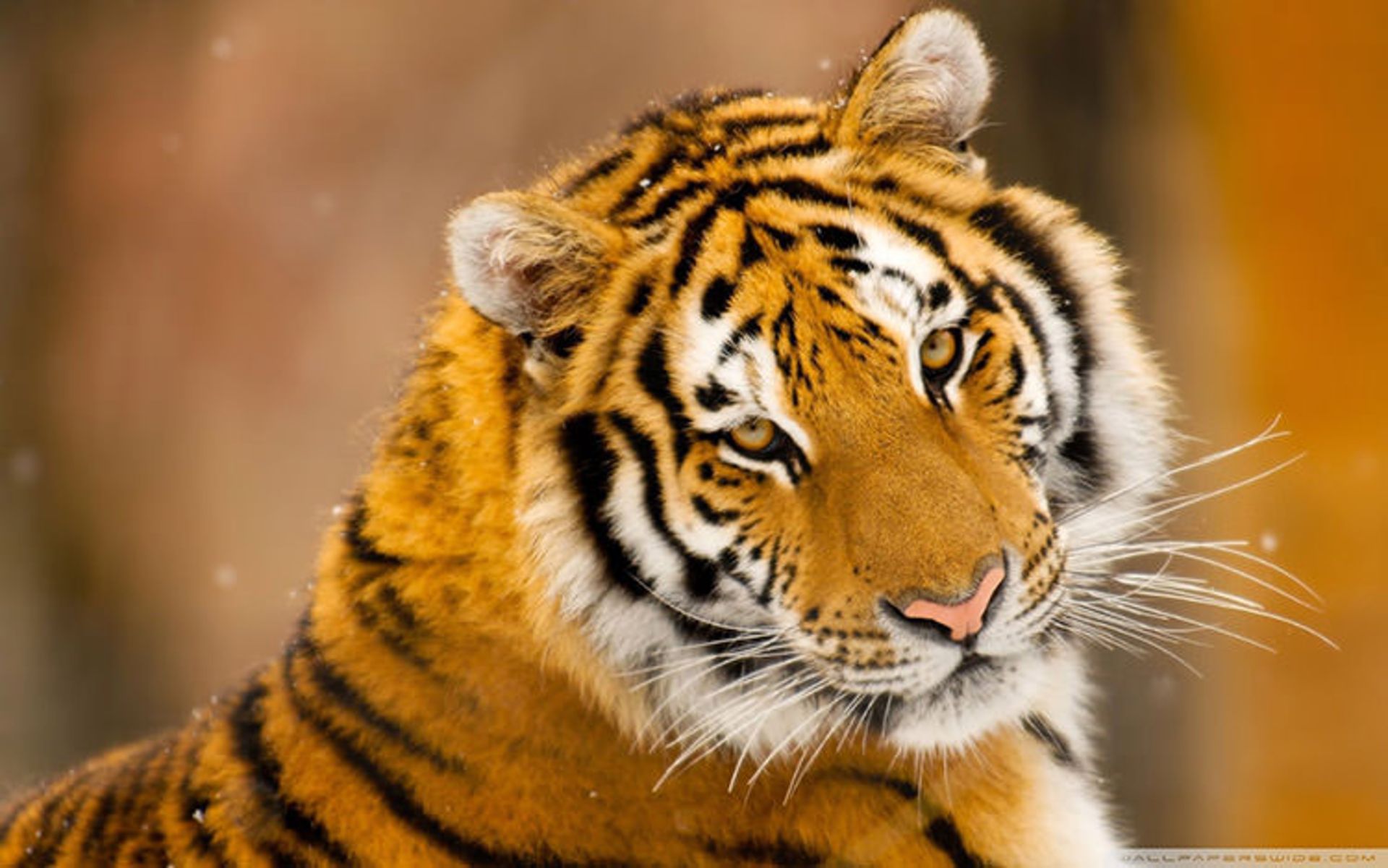 2015-12-41358462-658f-4cf4-a802-47b4f72325bb-siberian_tiger_wild_animal-wallpaper-1920x1200