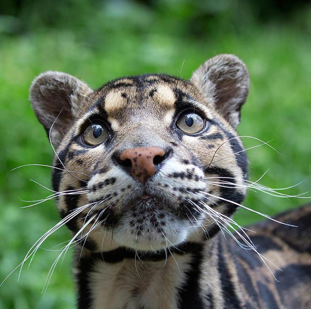 2015-12-47da89be-3483-4a12-90b4-b712a892fa67-unusual-wild-cats-7