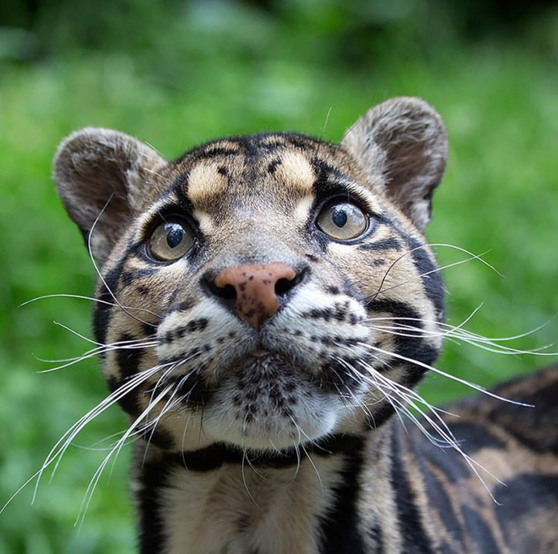 2015-12-47da89be-3483-4a12-90b4-b712a892fa67-unusual-wild-cats-7