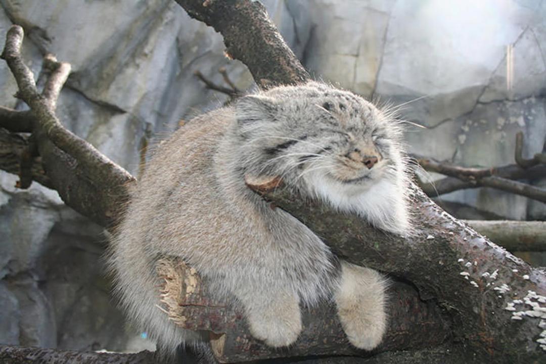 2015-12-4ab85d12-dab8-4180-9eed-dec9fa97f2dd-unusual-wild-cats-3