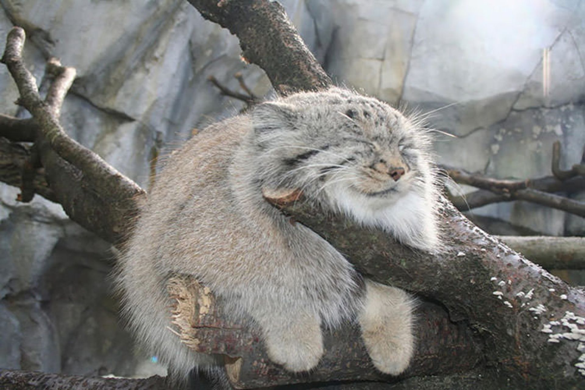 2015-12-4ab85d12-dab8-4180-9eed-dec9fa97f2dd-unusual-wild-cats-3