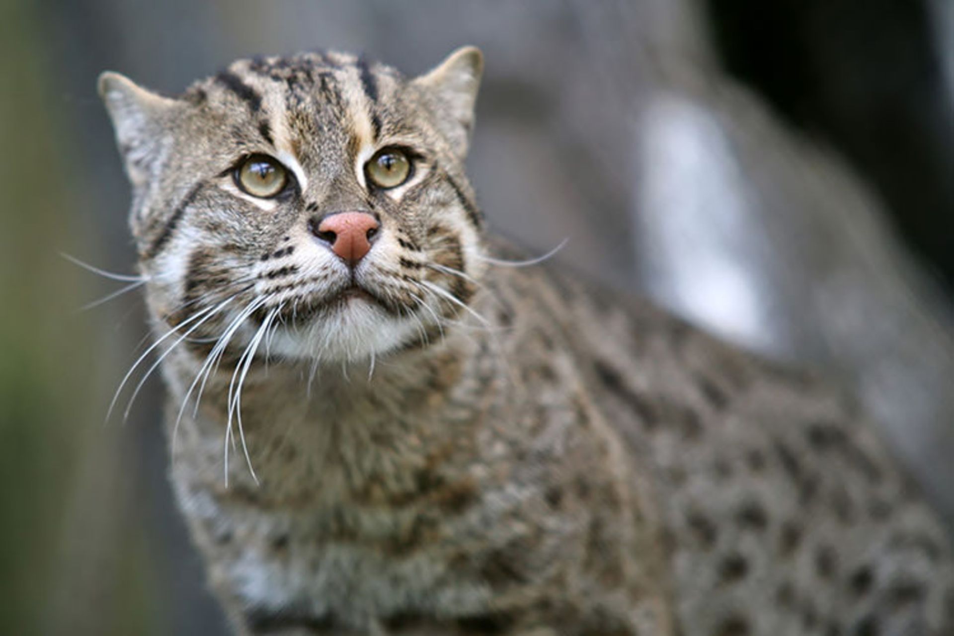 2015-12-4c735ccc-72cf-4615-a606-d97d1093d389-unusual-wild-cats-11