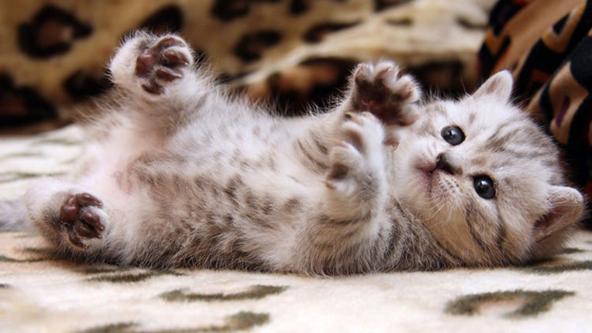 2015-12-4d54a99d-af5c-4ed1-af36-cf9688427aec-764921-cat-pictures-hd