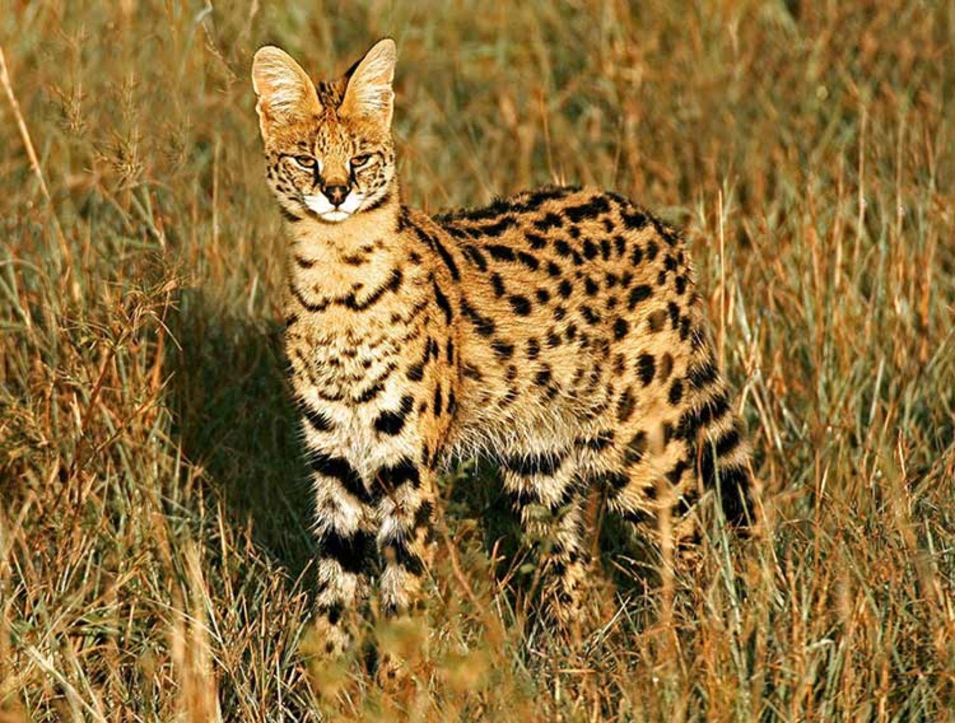 2015-12-4dec50d2-1694-45cc-bffe-93f55c089628-unusual-wild-cats-12