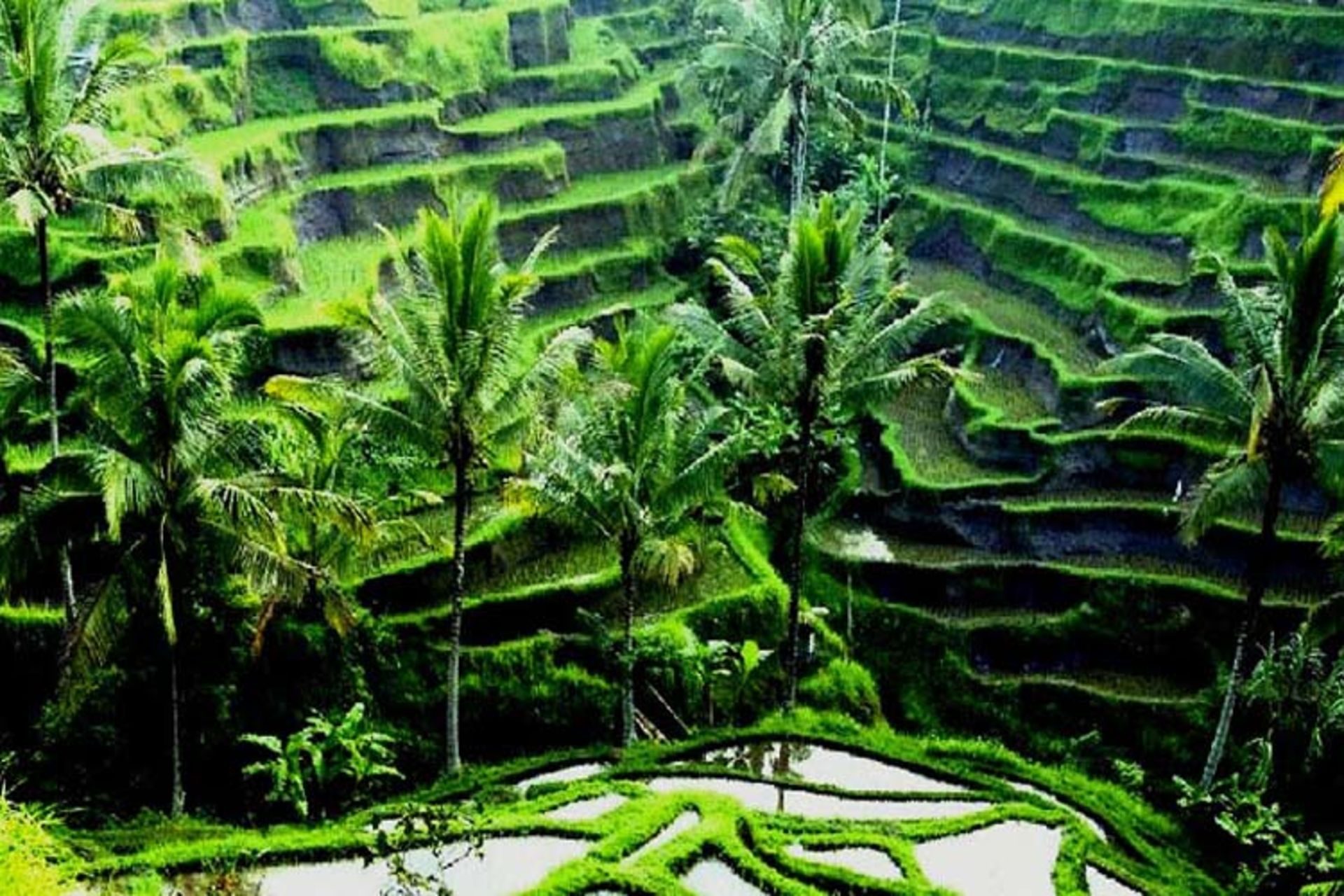 2015-12-59ece7f0-44c4-4be5-b16f-331d40ff4a5c-rice-fields-ubud-bali