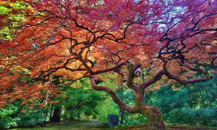 2015-12-64c268b5-2071-4c64-830f-92dbbc2c565e-portland--japanese--garden-portland-oregon--usa-4