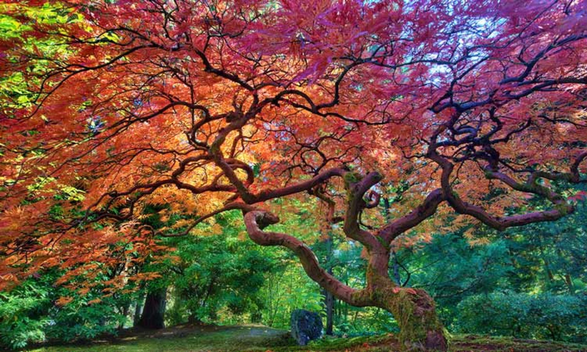 2015-12-64c268b5-2071-4c64-830f-92dbbc2c565e-portland--japanese--garden-portland-oregon--usa-4