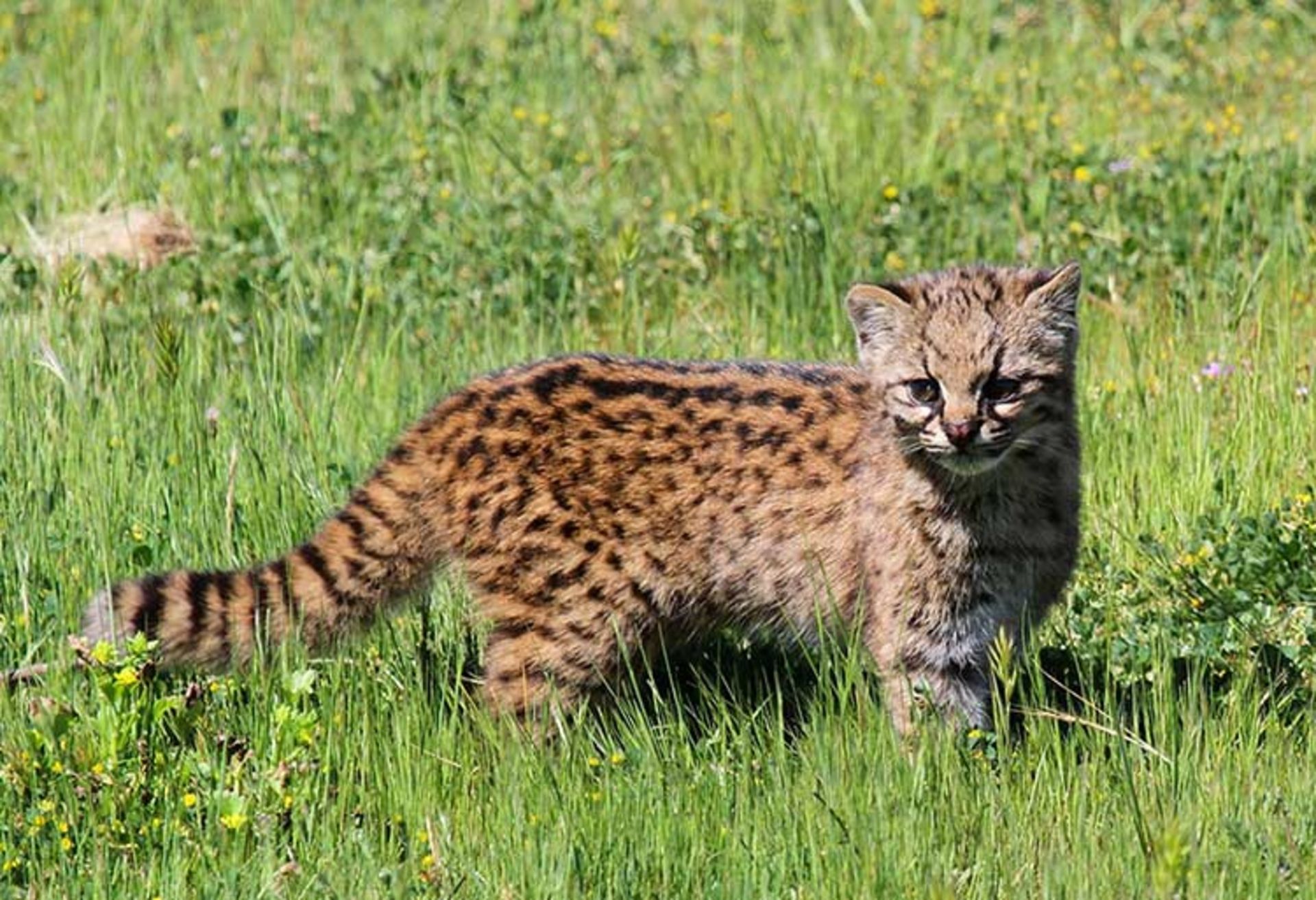 2015-12-7993f6df-dfa6-4874-b839-9769f4504fd5-unusual-wild-cats-20