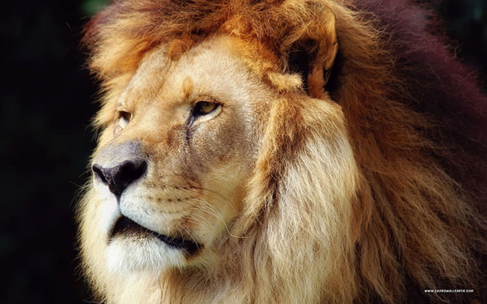 2015-12-79e58aa6-9451-4713-9509-1008bb522235-lion-hd-wallpaper-king