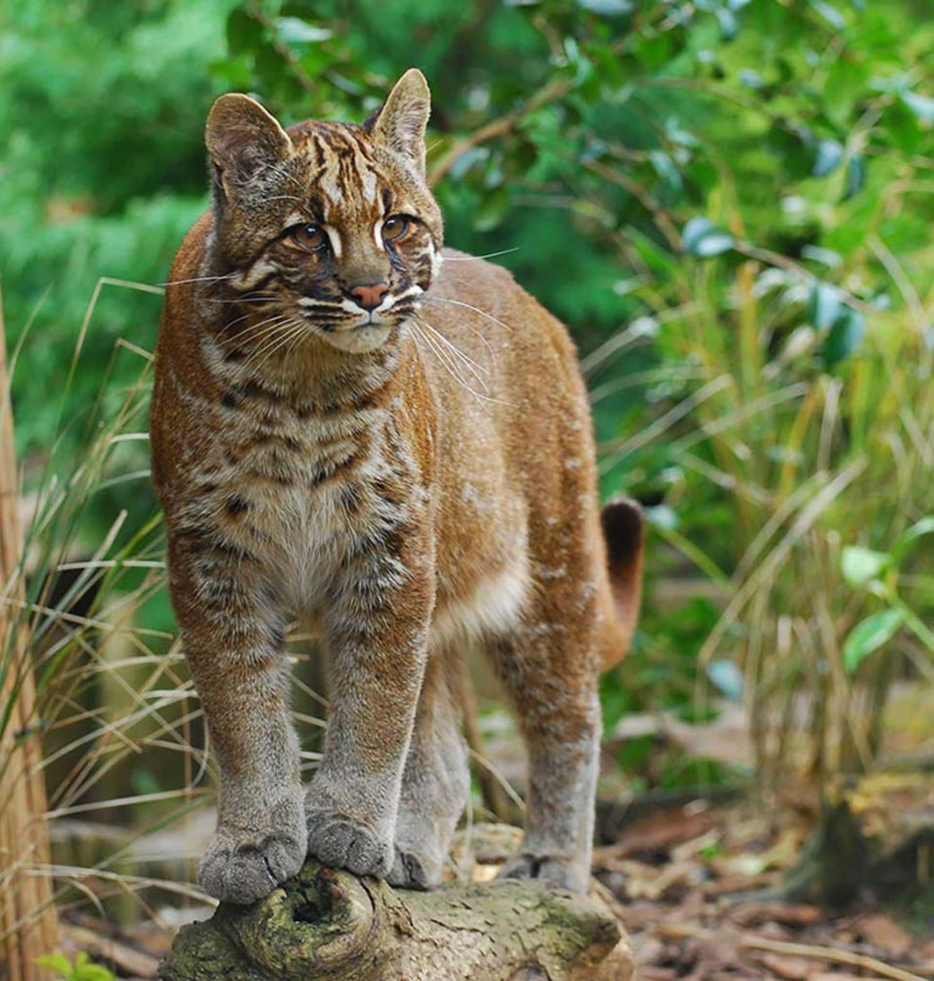 2015-12-9d3399f7-18b8-4b08-901a-3e5d9220a0b7-unusual-wild-cats-23