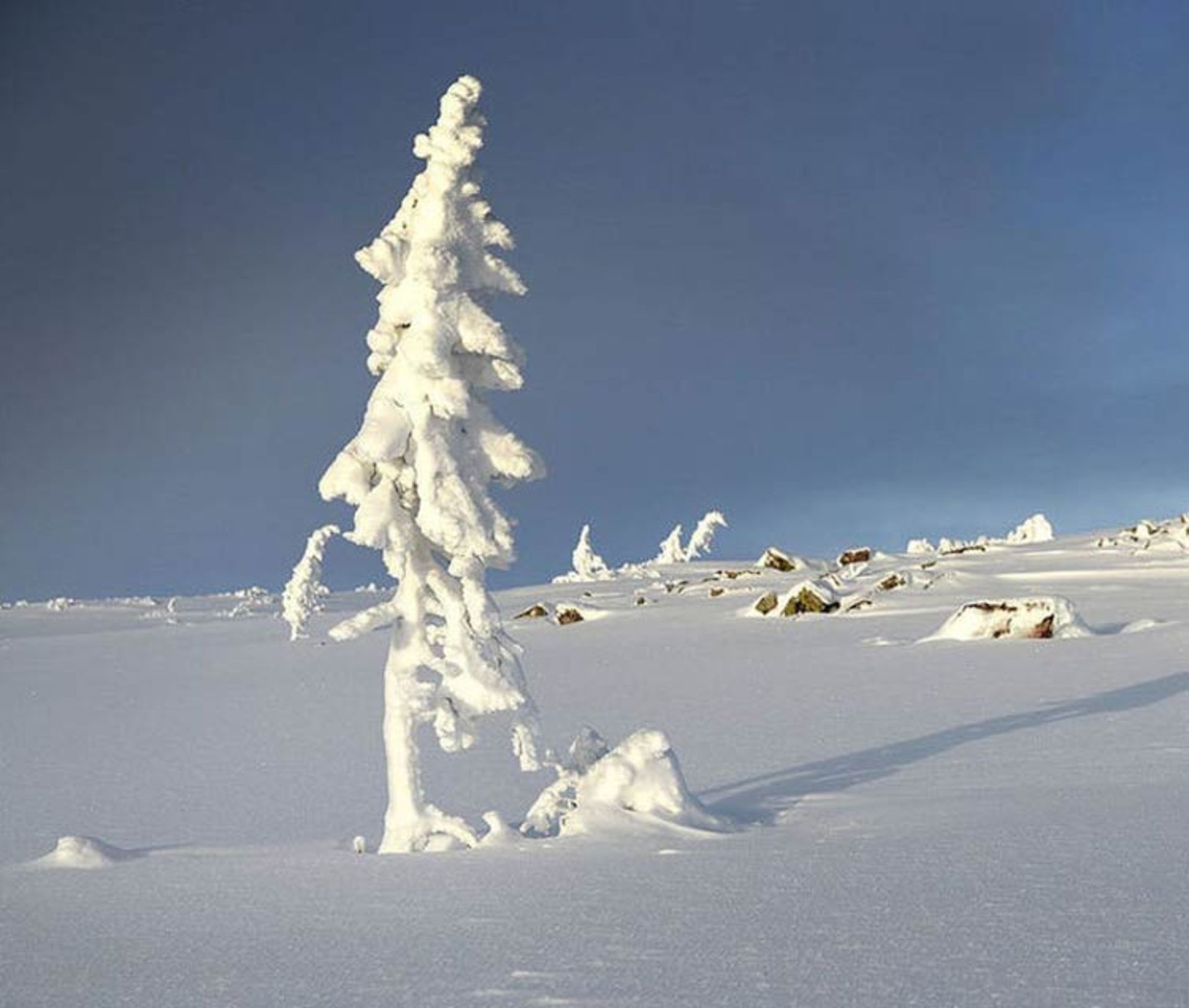 2015-12-9da676c0-2ebe-4243-a4e8-520810421ff1-oldest-tree-old-tjikko-sweden-245