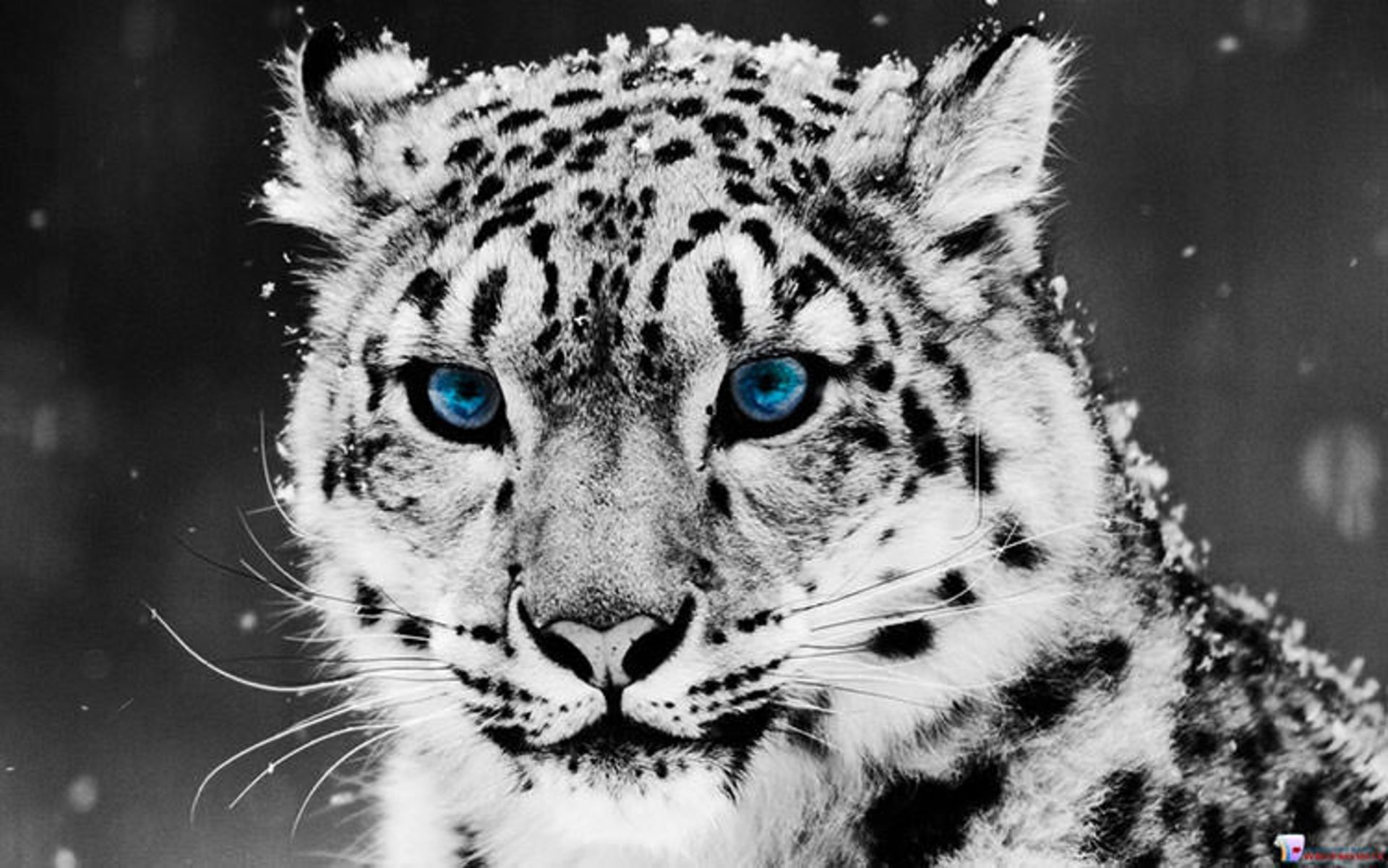 2015-12-a1b34617-9e7a-465a-98c7-7406d9147556-tiger-wallpaper