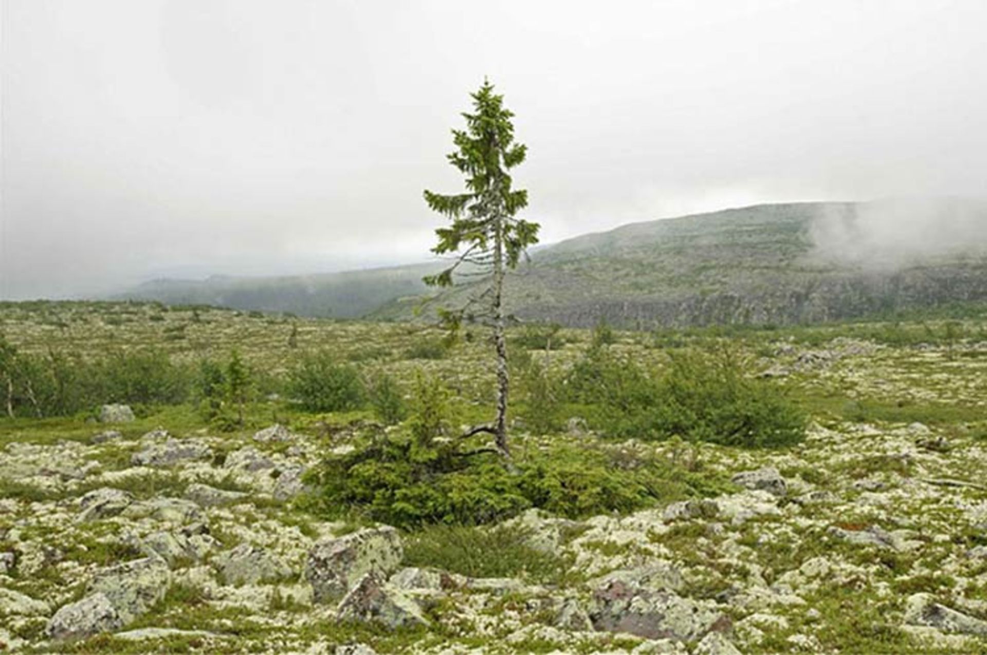 2015-12-aa3f9919-afb0-4cc6-8900-a7f99967f2a3-oldest-tree-old-tjikko-sweden-1455