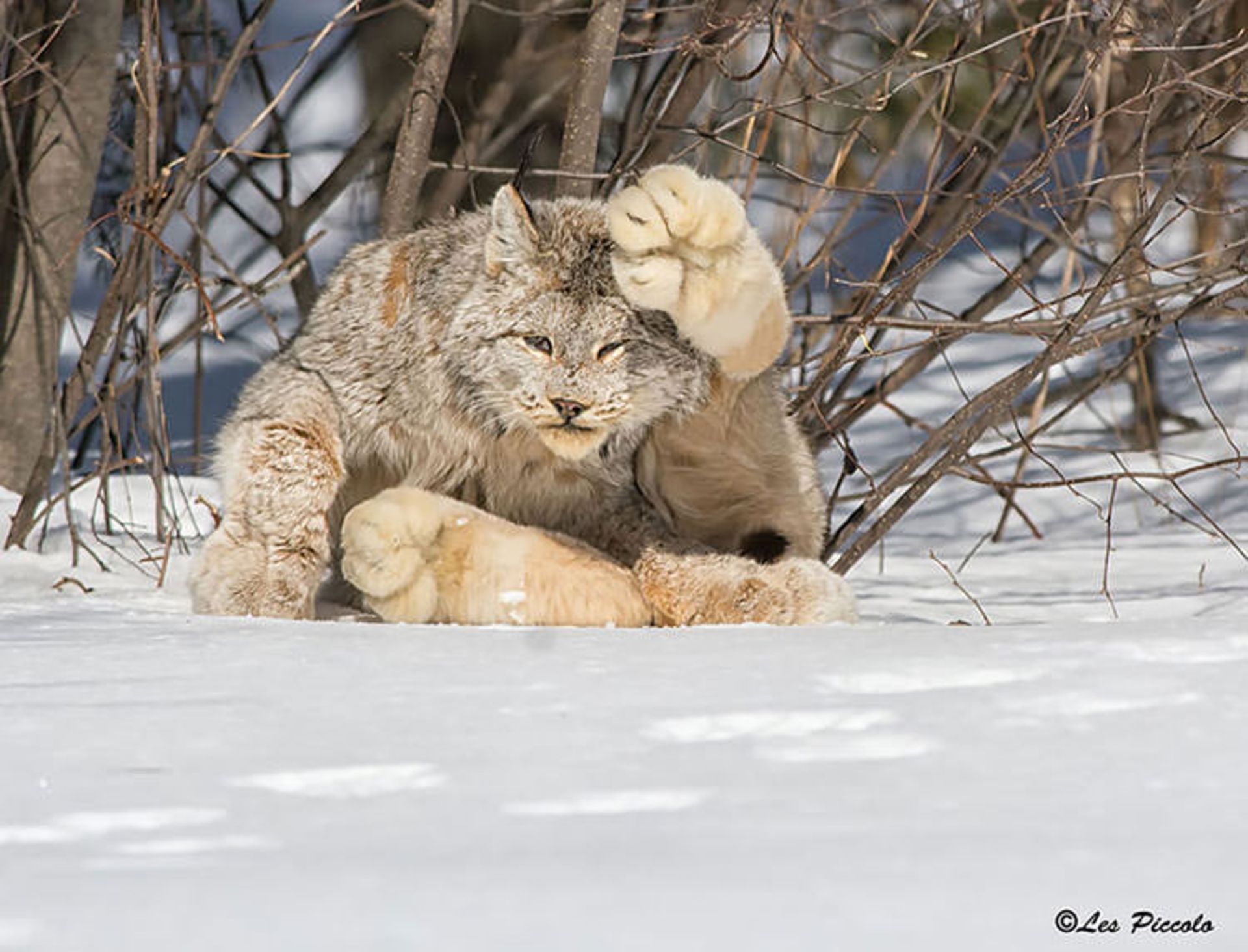 2015-12-ae5e3873-9e55-435e-853a-bd58eba365e4-unusual-wild-cats-1