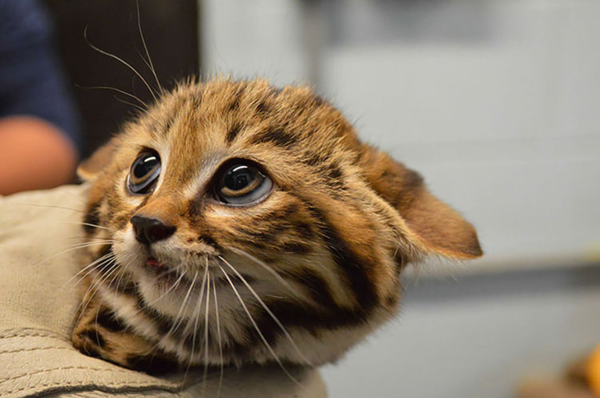 2015-12-aef51274-ea0c-4e23-bd28-21b017f2b21b-unusual-wild-cats-5