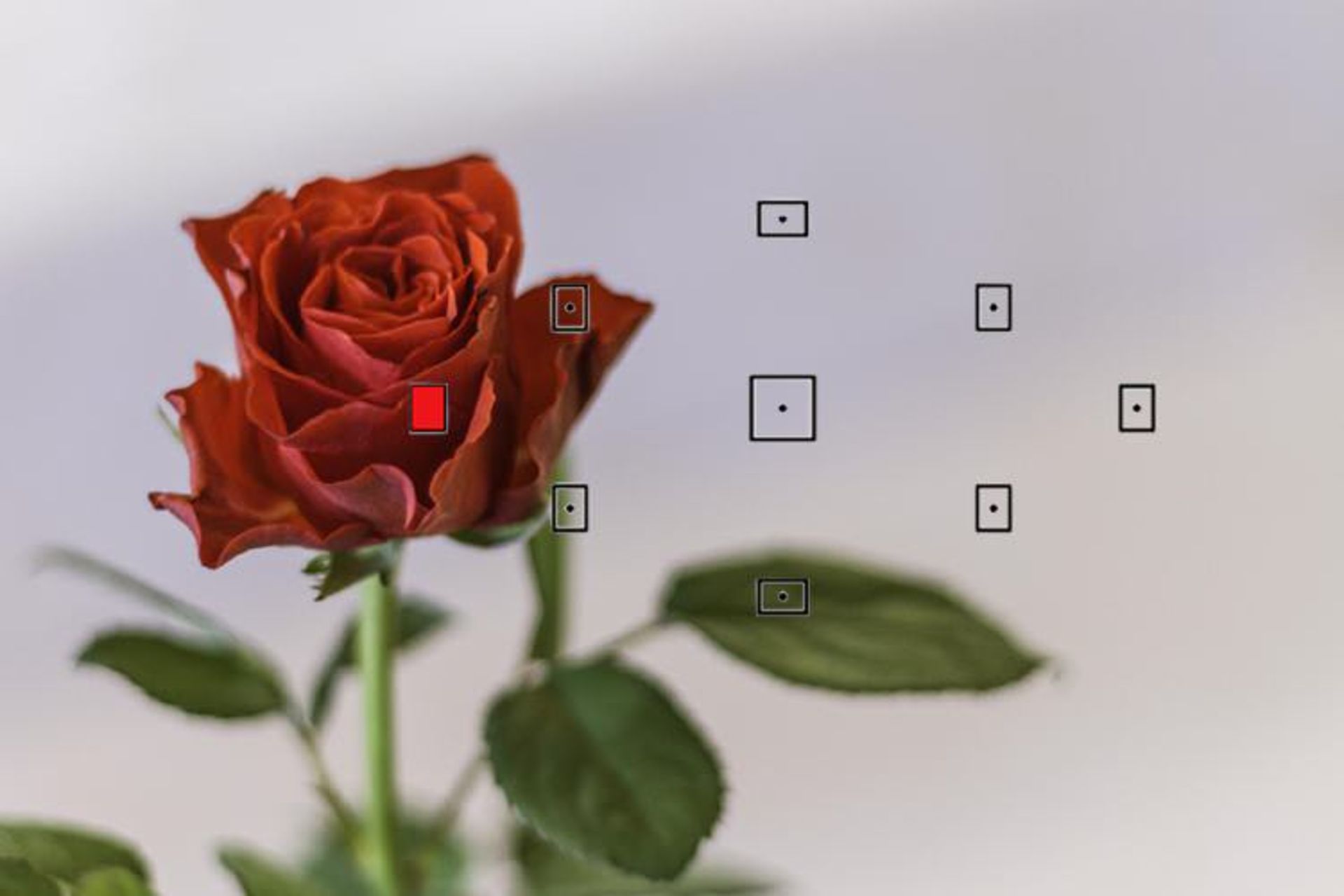 فوکوس