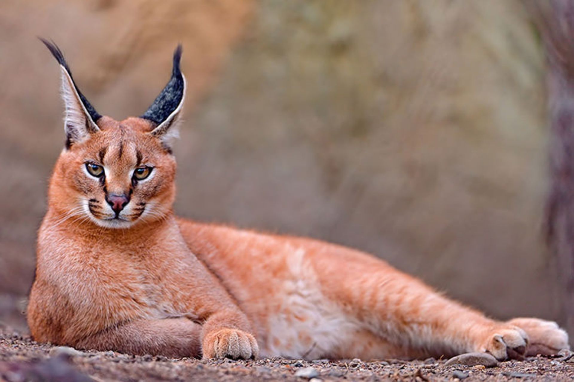 2015-12-b0e6a915-4b4b-4e1f-87fb-21fed688c234-unusual-wild-cats-6