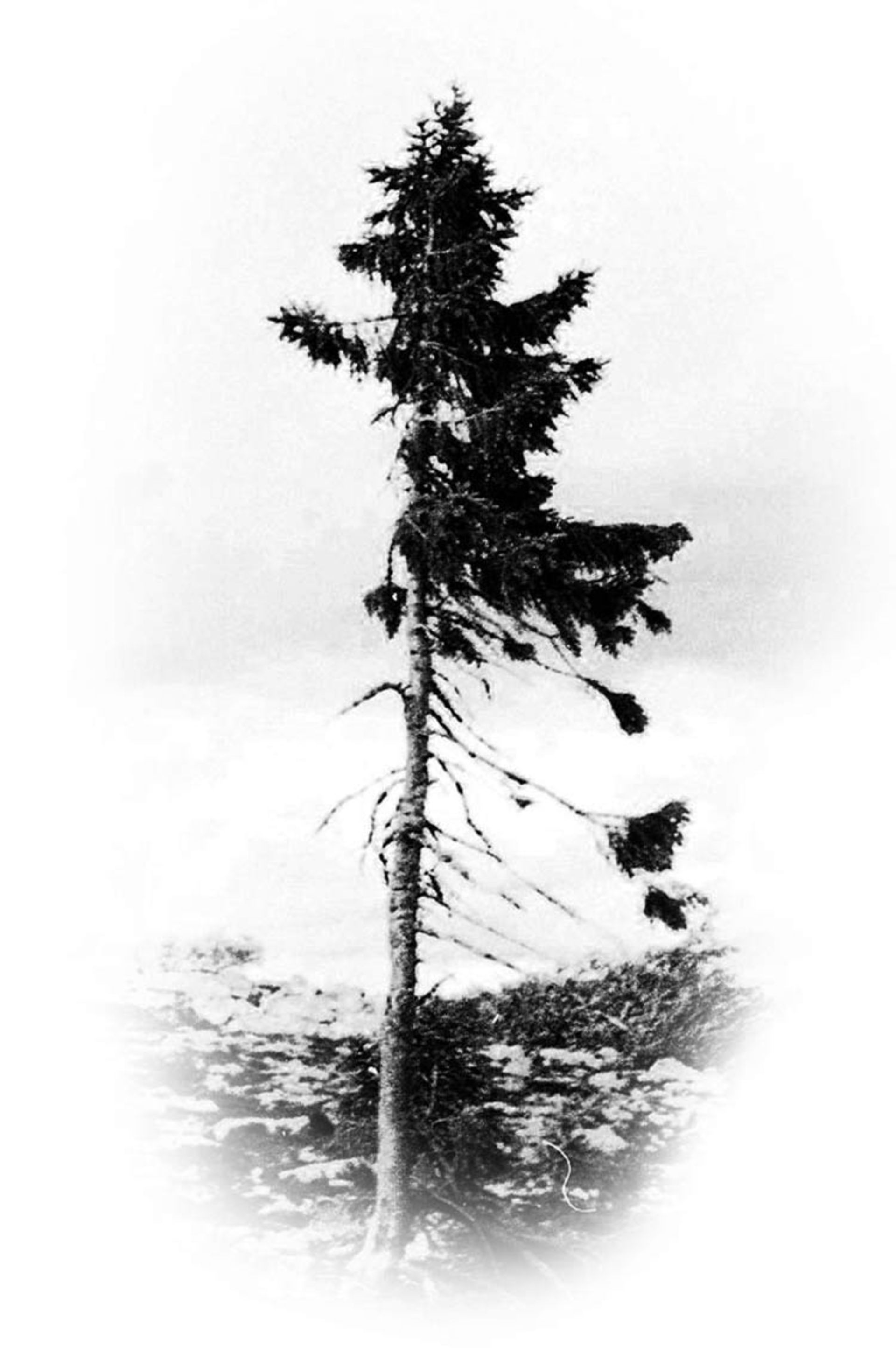 2015-12-b1793092-6b50-4daf-988e-dddf28031dd6-oldest-tree-old-tjikko-sweden-254