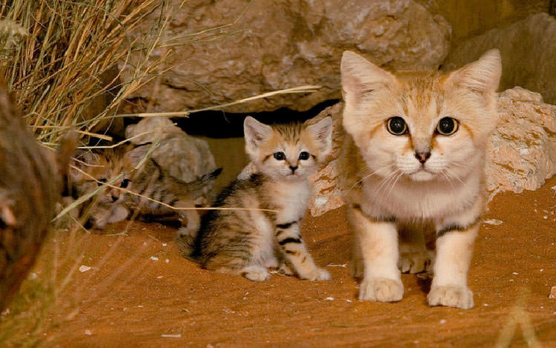 2015-12-bf4285f3-ee40-4fb1-8fd9-4897d5de91ac-unusual-wild-cats-2